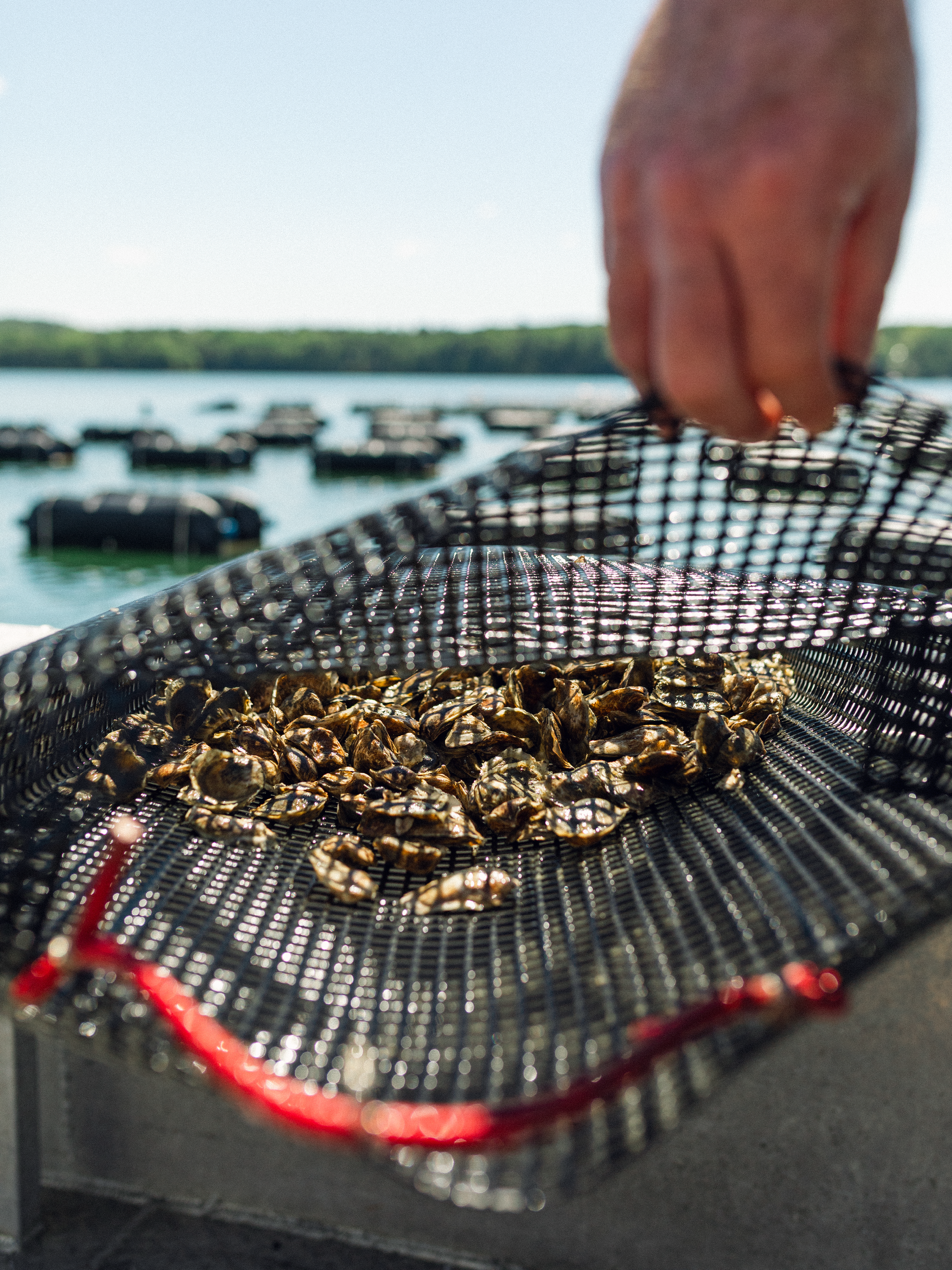glidden-point-oysters-03.PNG