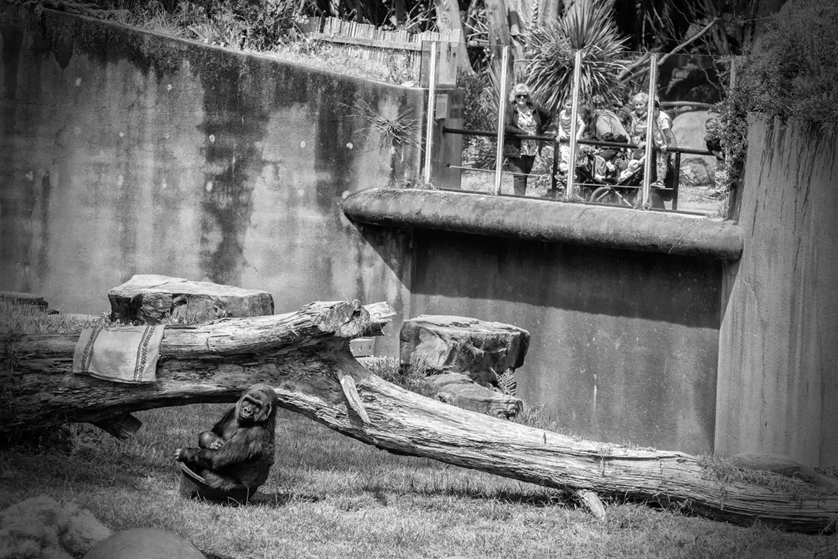 A gorilla sitting beneath a fallen tree trunk at a zoo enclosure, with a group of people observing from an elevated viewing area in the background.