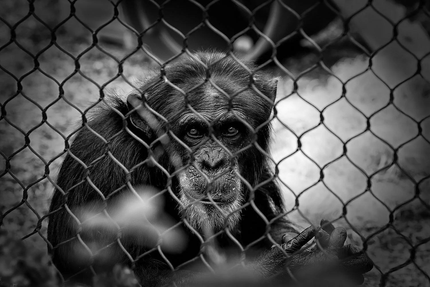 A sad-looking chimpanzee with dark fur behind a chain-link fence, gazing through it with expressive eyes.