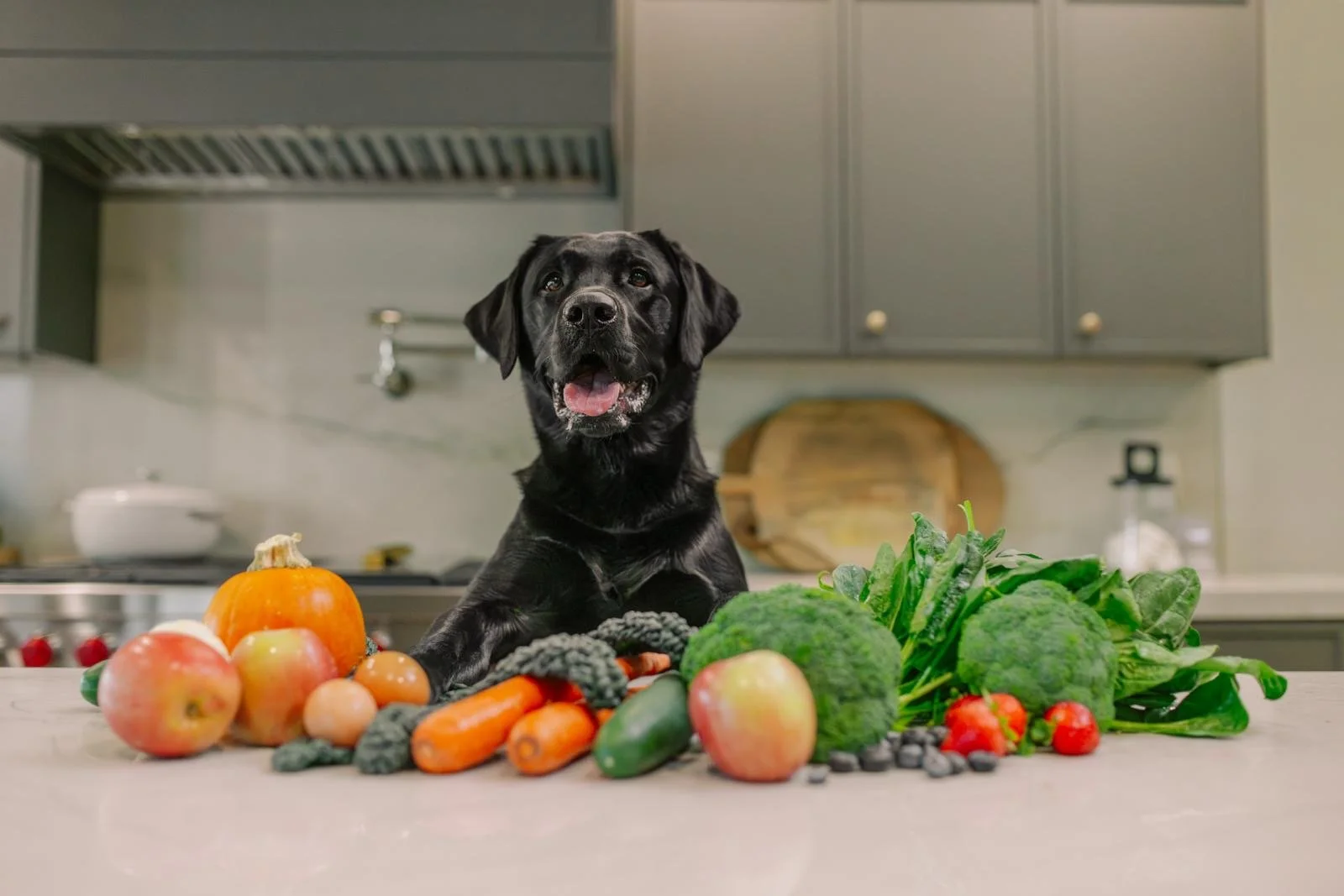 A black Labrador Retriever dog sitting behind a variety of fresh vegetables and apples on a kitchen counter, with a modern kitchen in the background.