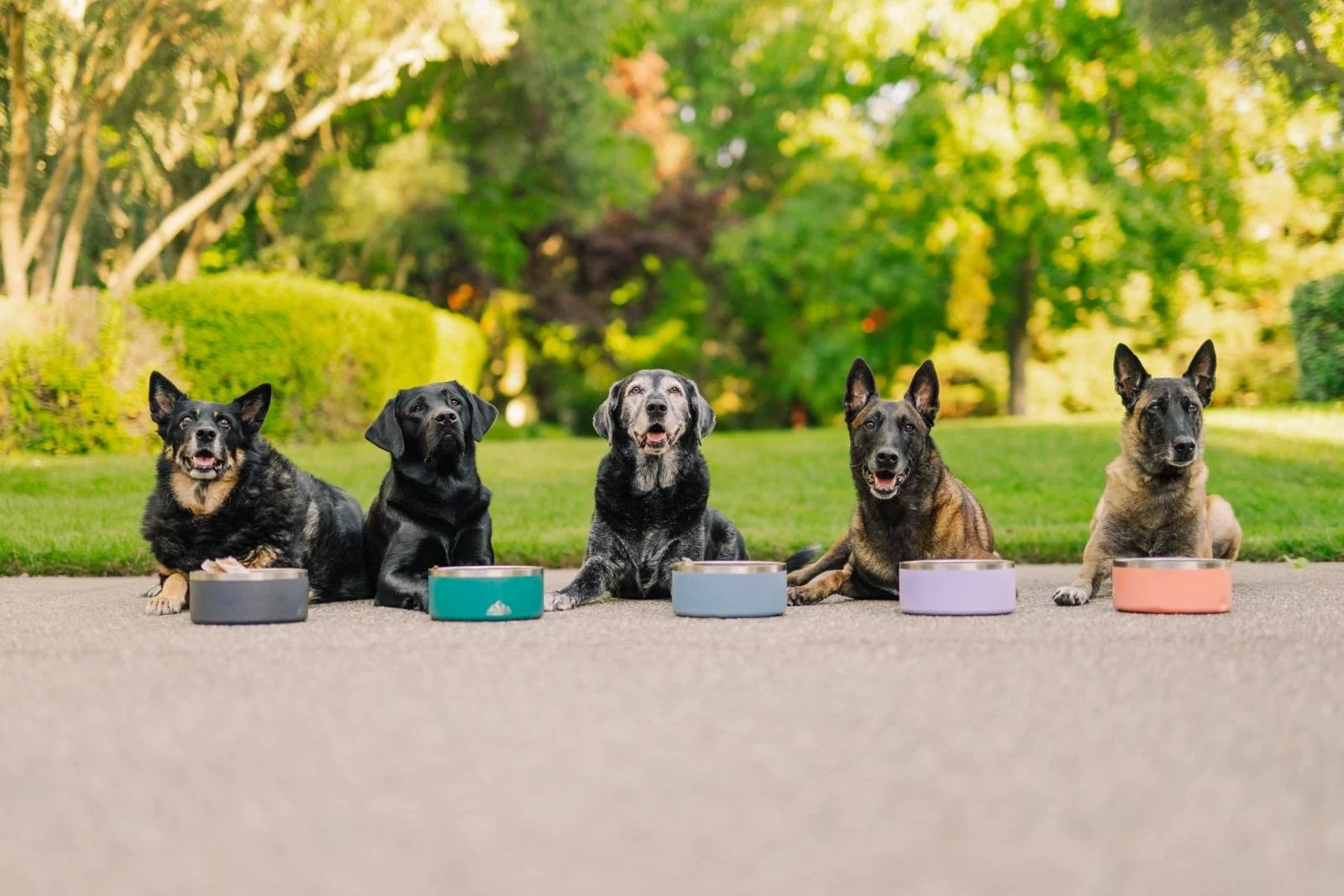 Five dogs sitting on a driveway with colorful bowls in front of them, with a green garden in the background.