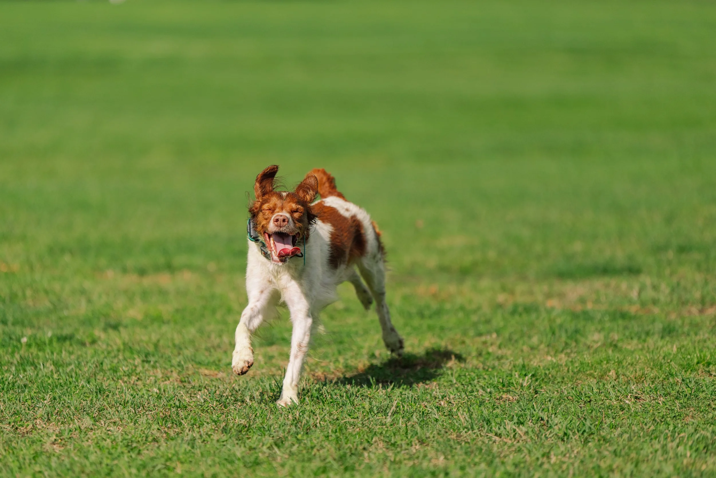 A dog running on grass with its mouth open in a joyful expression.