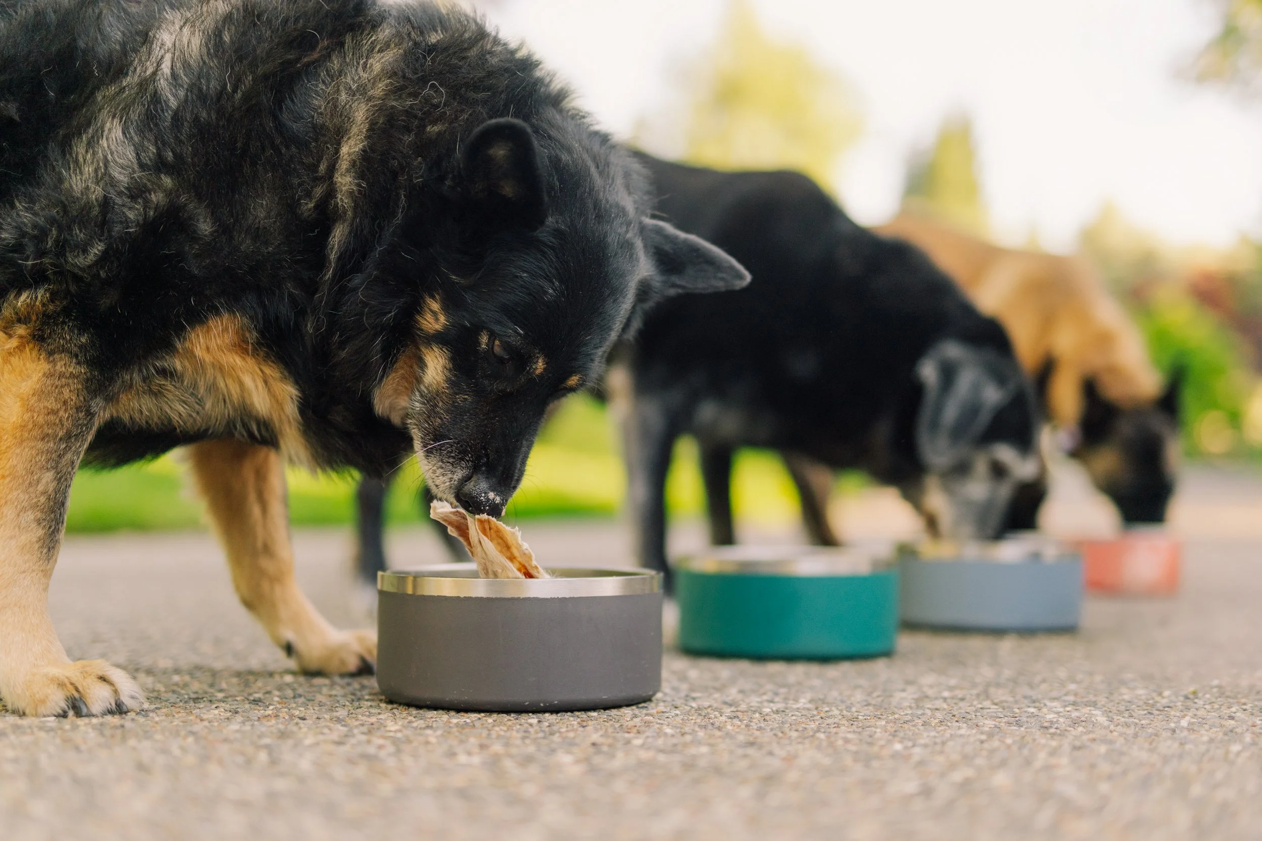 A black and tan dog eating from a gray pet bowl outdoors, with other food bowls in the background.