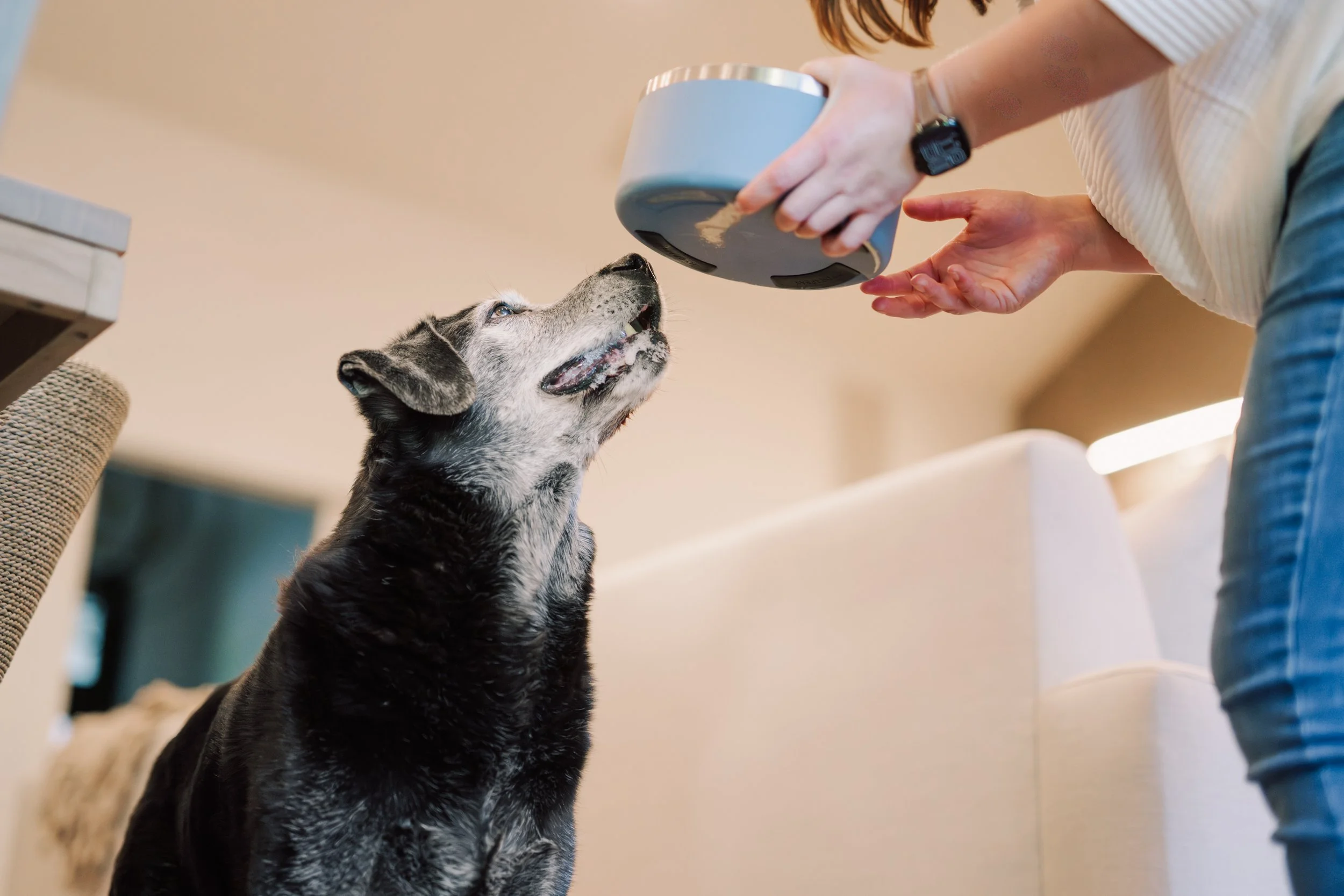 Person feeding a black and white dog with food from a gray bowl in a home setting.