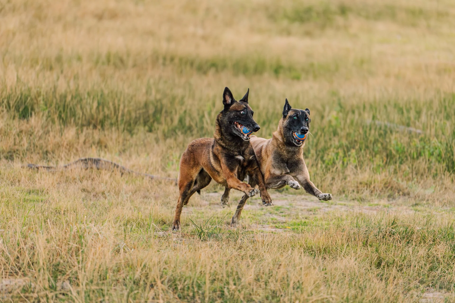 Two German Shepherd dogs running in a grassy field with a blurred background.
