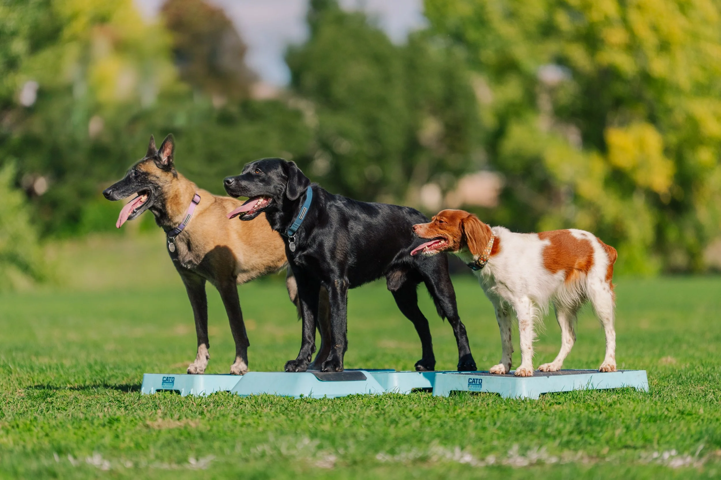 Three dogs standing on a balance board outdoors on green grass with trees in the background.