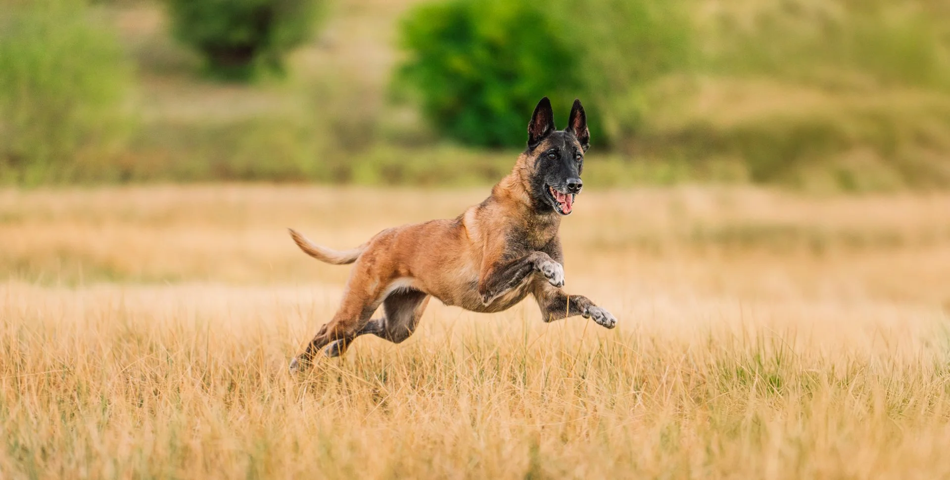 A Belgian Malinois dog running through a grassy field with trees in the background.