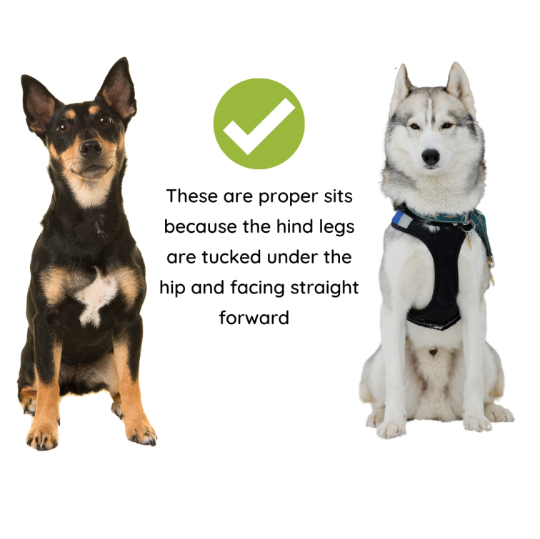 What does your dog’s Sit&nbsp;say?