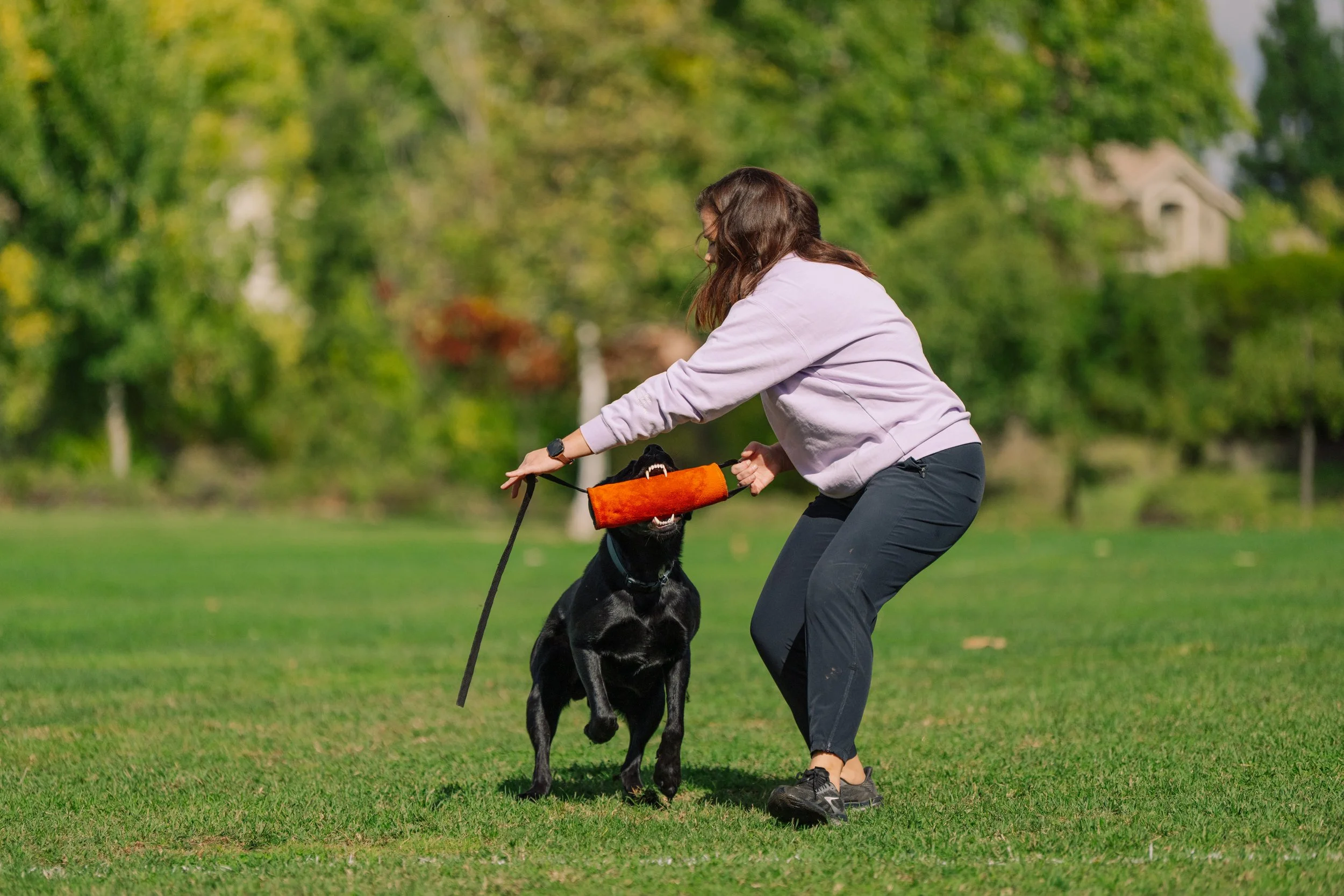 A woman with brown hair wearing a lavender sweatshirt and black pants is playing with a black dog outdoors in a grassy park with green trees in the background. The dog is wearing an orange and black toy around its neck.