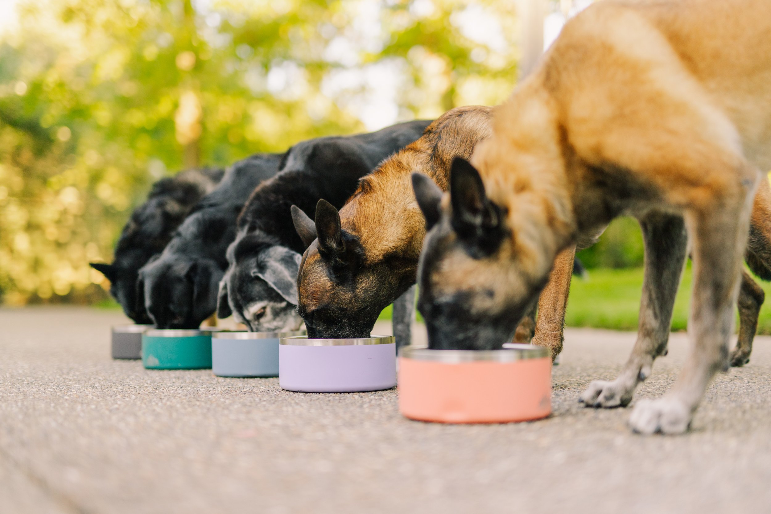 Group of dogs eating from colorful bowls outdoors on a sunny day.