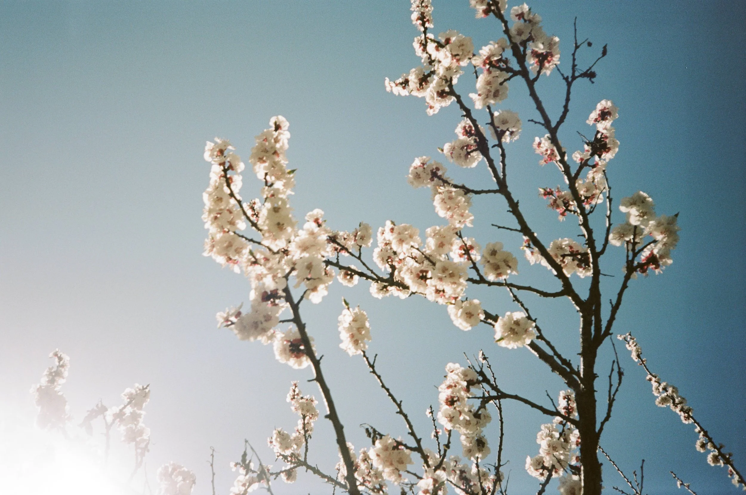 Cherry blossom tree branches with white flowers against a blue sky.