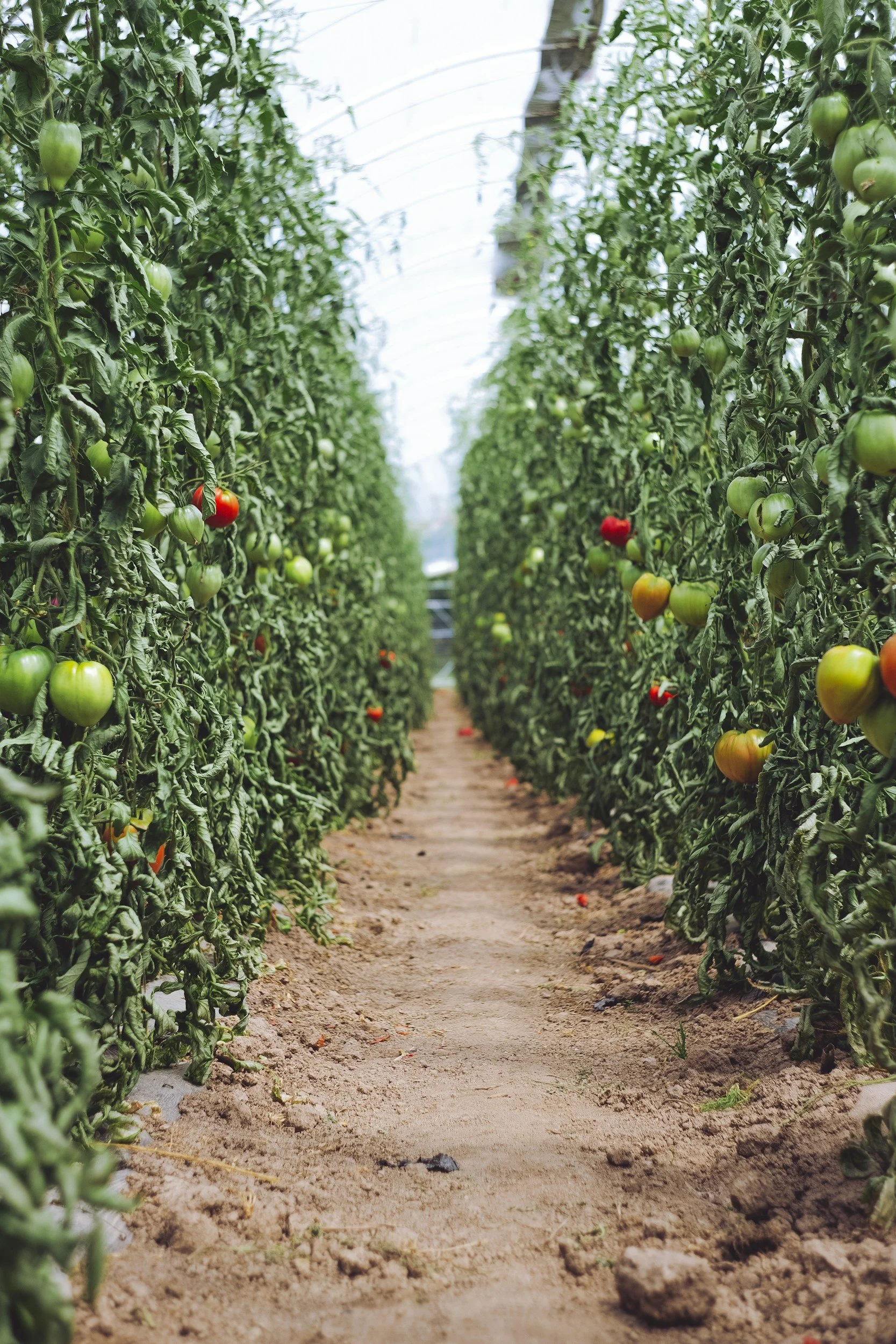 unsplash-image-iOL-0GJY-DM.jpg