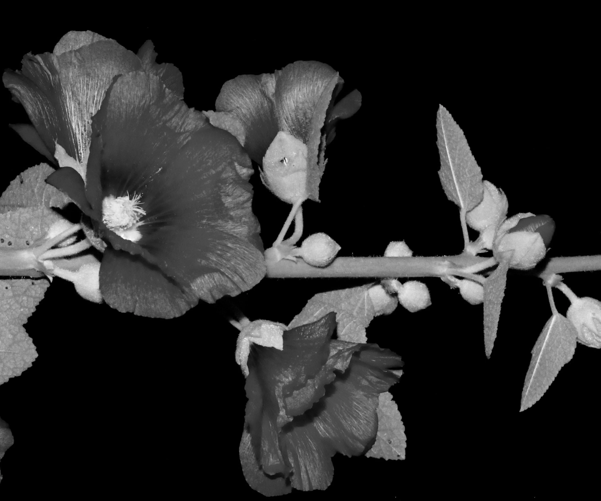 black-and-white photo close up of a growing flower plant