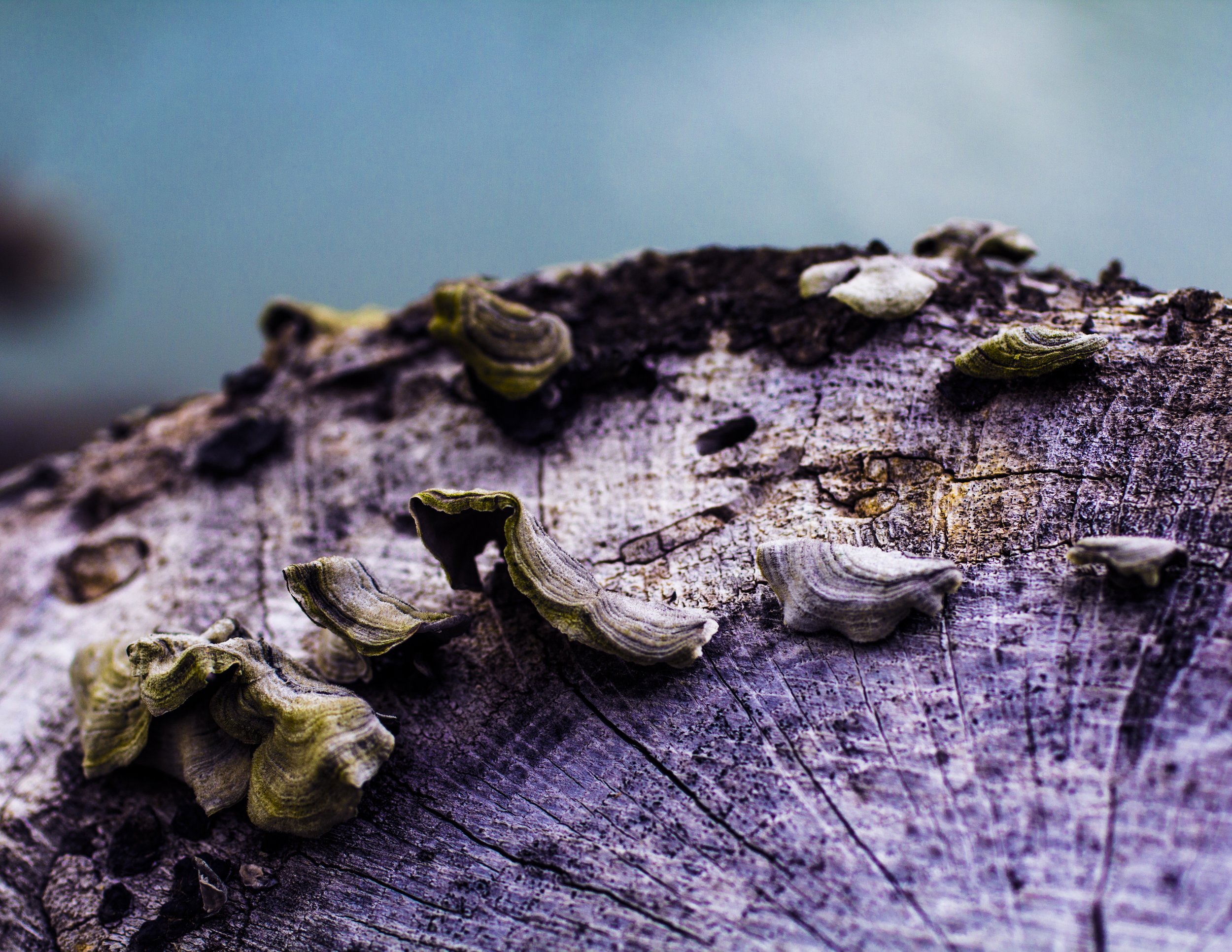 close up of fungi on a tree trunk
