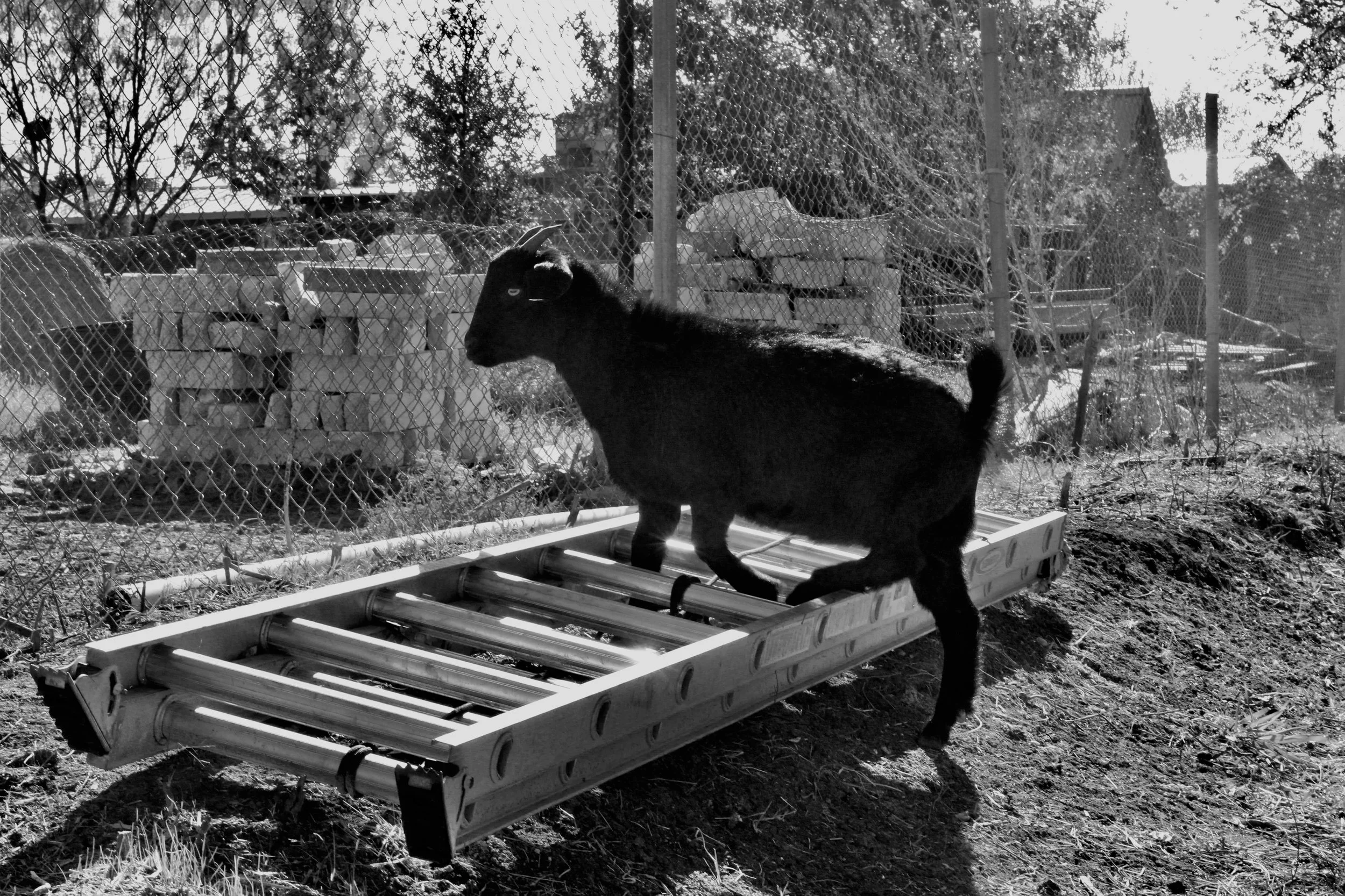 black and white photo of a black goat on top of a ladder laying on the ground