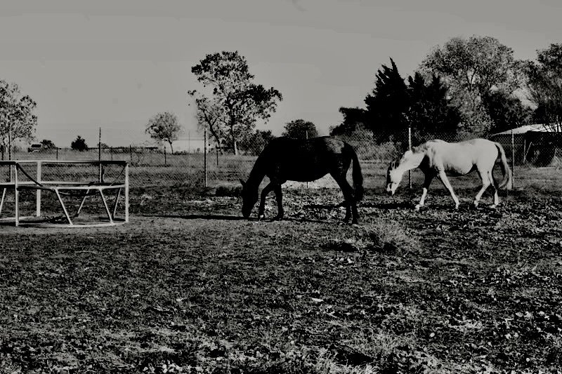Black and white photo of a black horse and a white horse eating grass in a field