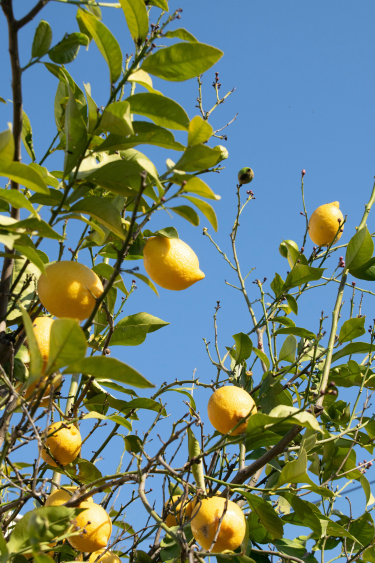 live-an-intentional-life-living-with-intention-intentional-living-the-intentional-life-project