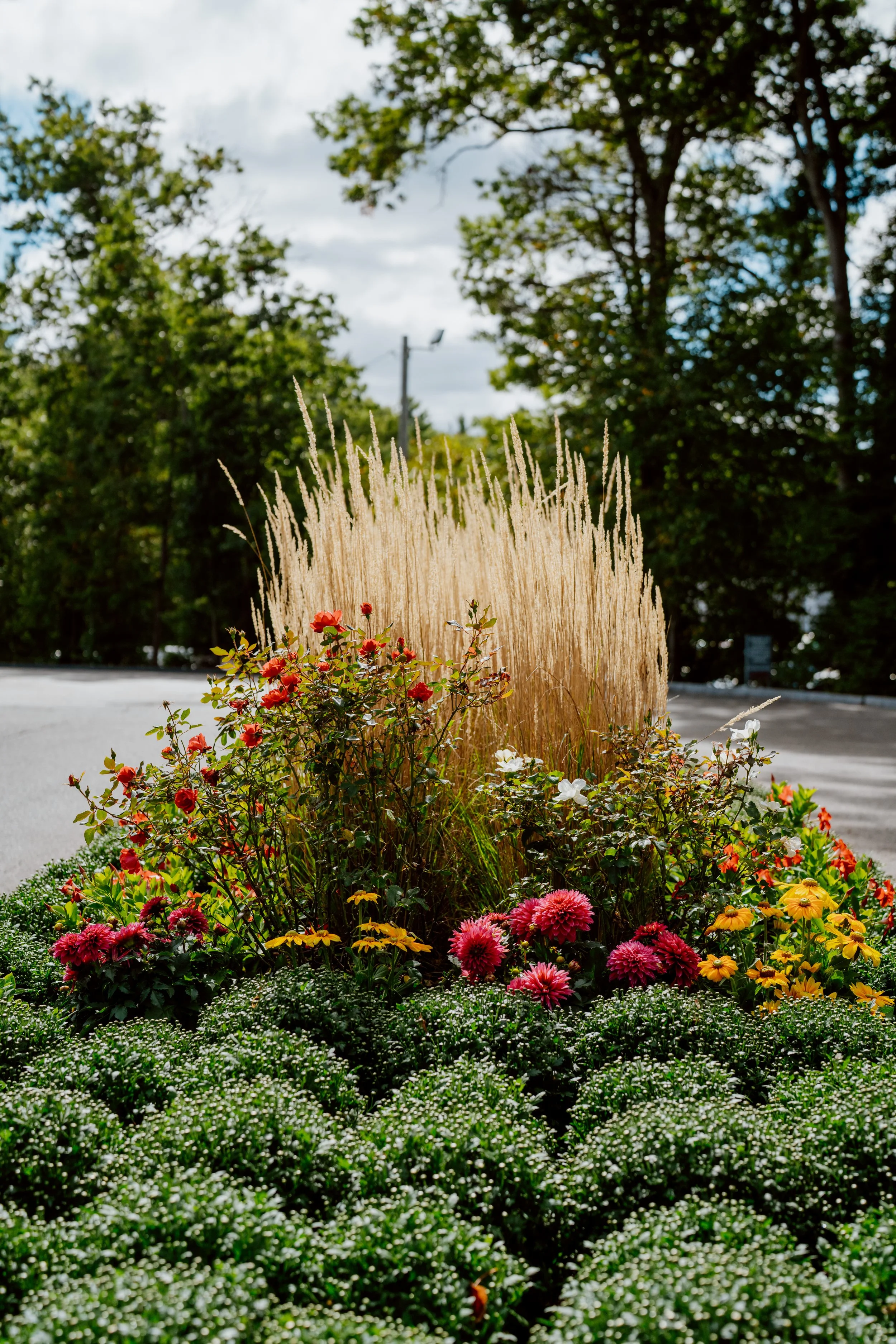 Colorful flower bed with white, pink, red, orange, and yellow flowers, tall beige ornamental grasses, green bushes, trees, a road, and cloudy sky in the background.