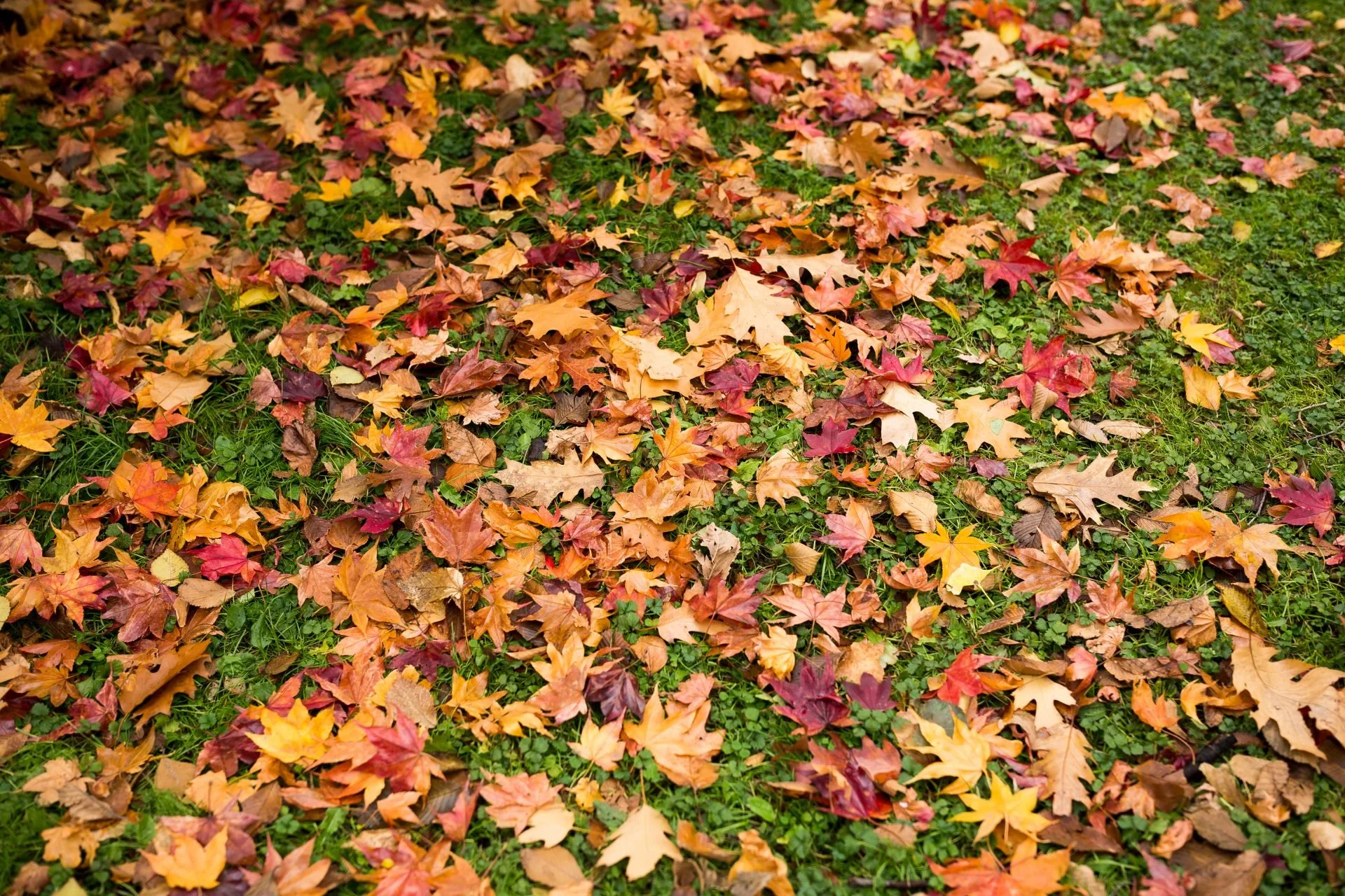 October Landscaping Tips for Businesses