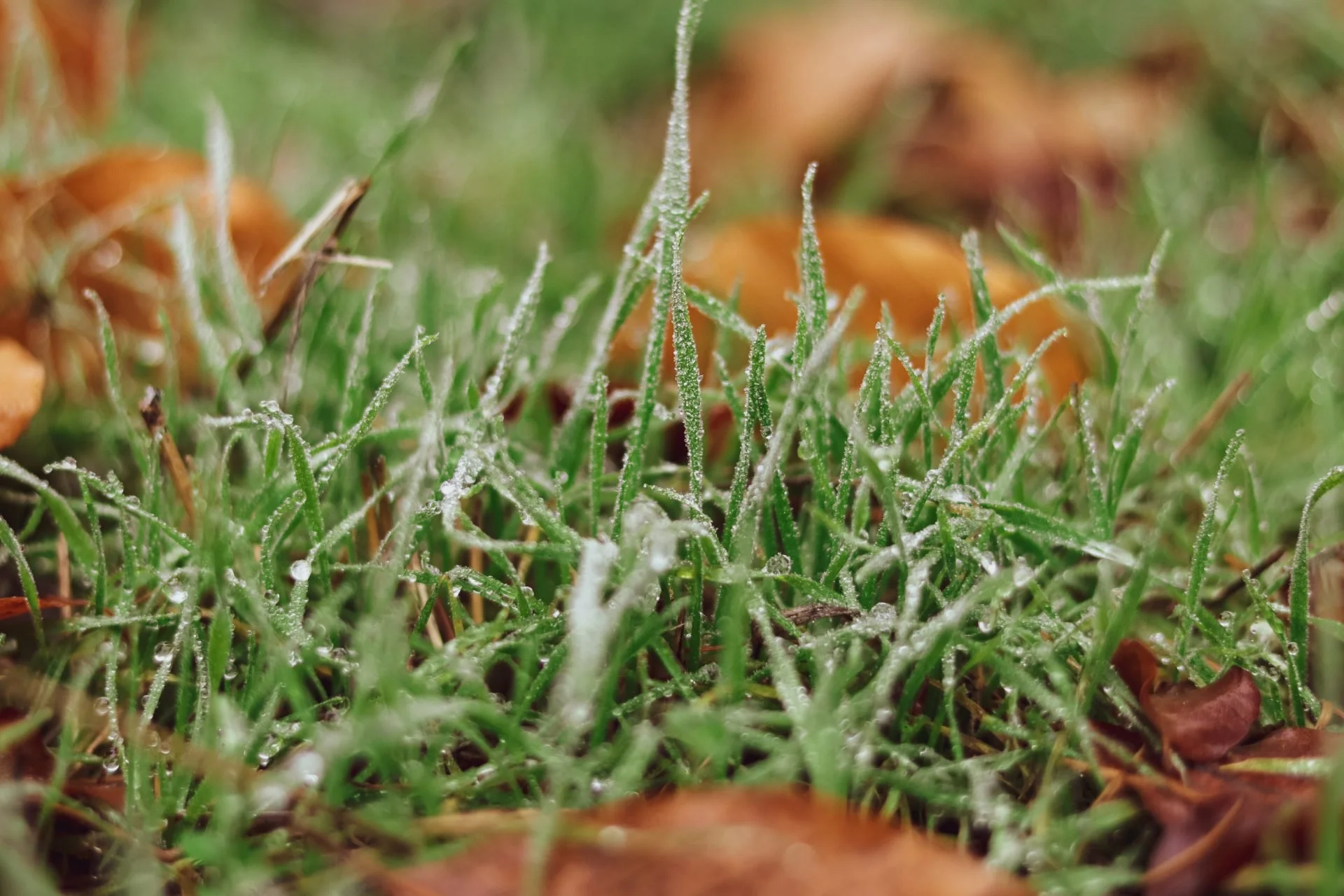 November Lawn Care Tips