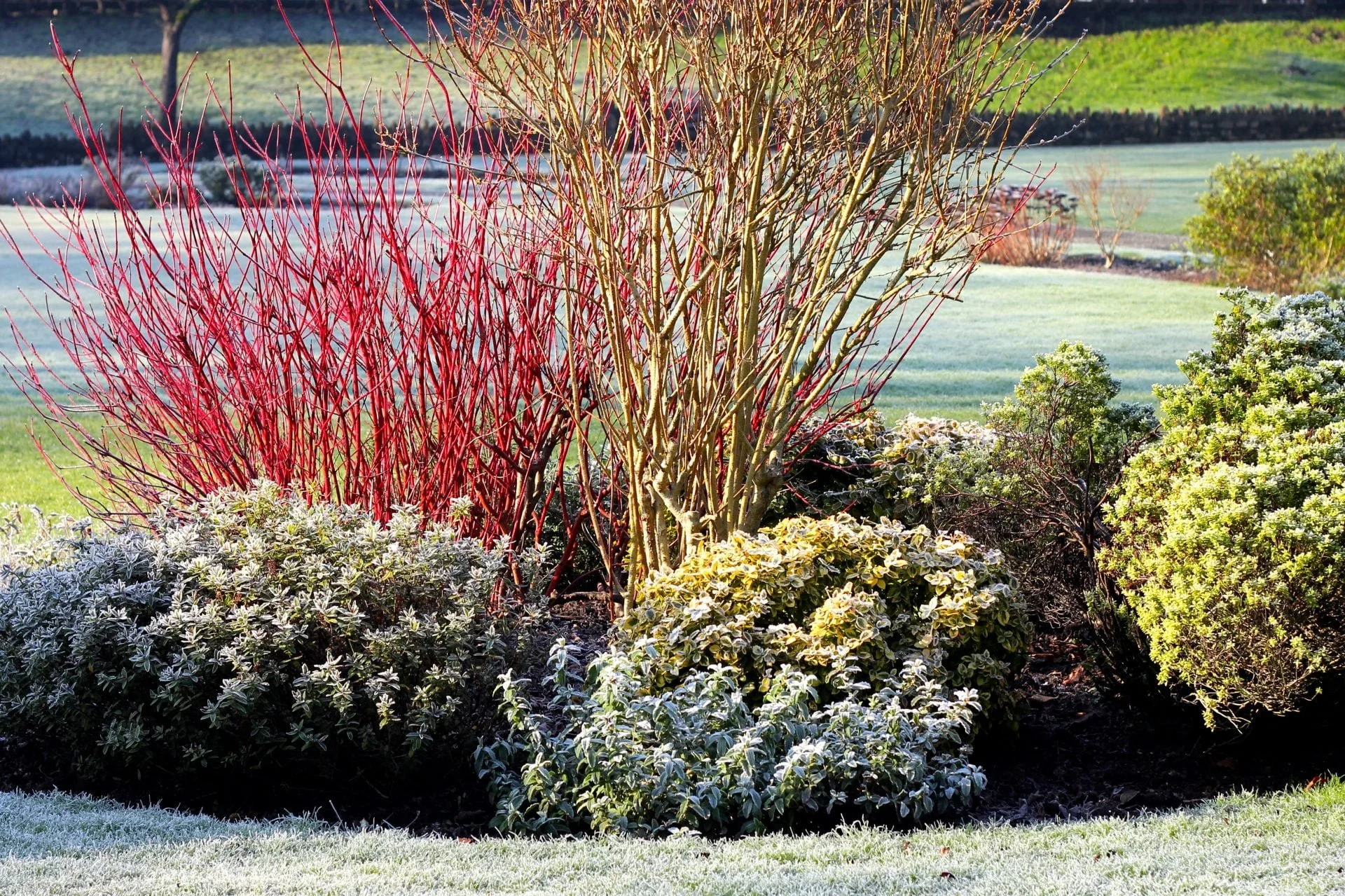 Winter Damage Assessment for your Landscape