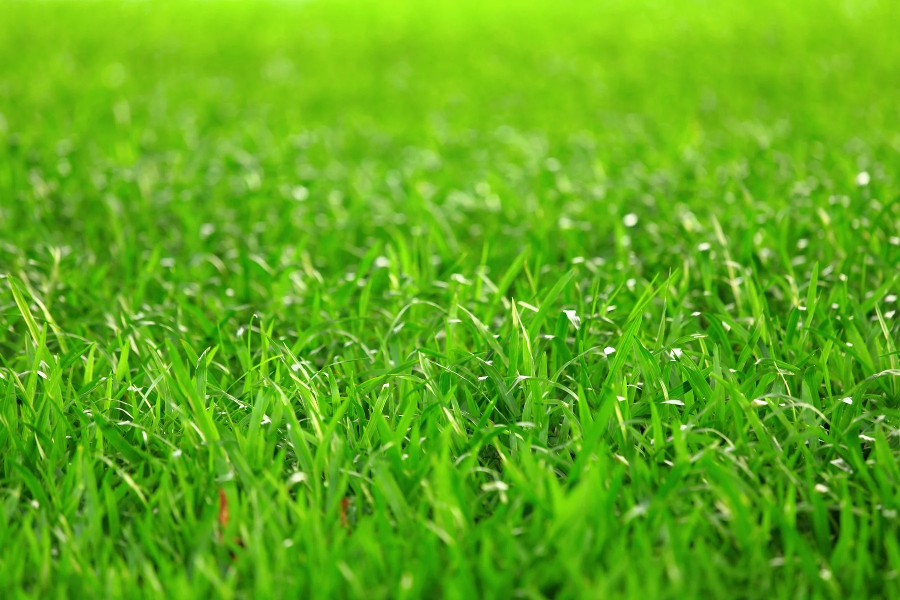 June Lawn Care Tips for a Healthy Green Yard