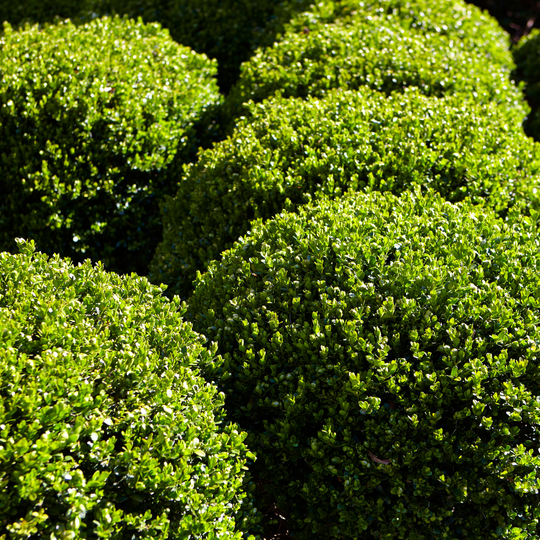 Sculpting Strength and Beauty  Expert Shrub, Bush, and Ornamental Tree Pruning with Mass Lawn Pros