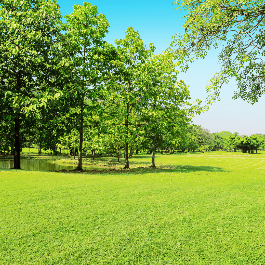 Transforming Your Green Space with Lawn Fertilization &amp; Sod Installation