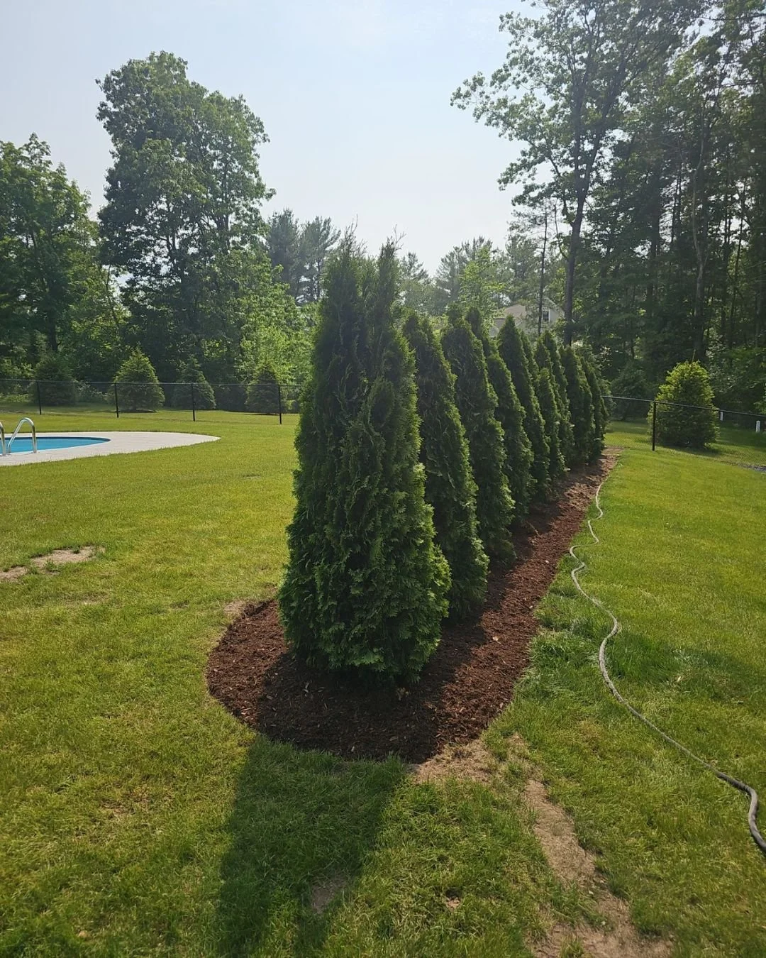 A thoughtfully planted tree does more than fill space, it shapes the future of your landscape.

These evergreens were strategically placed to create privacy, structure, and year-round impact. Proper spacing, soil preparation, and planting depth ensur