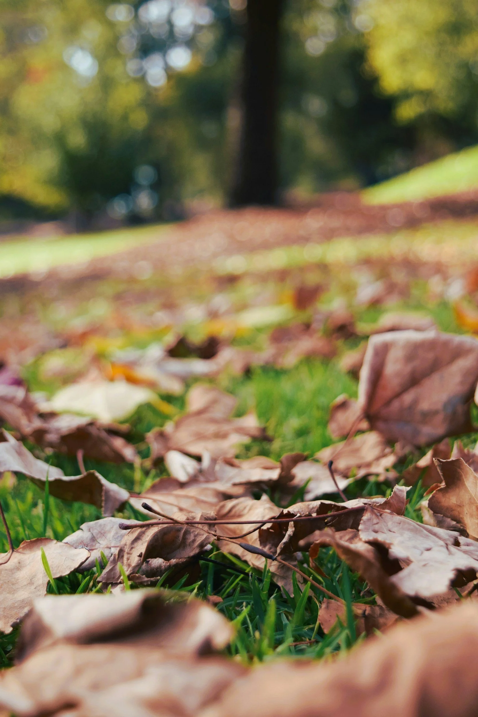 Fall Landscaping Checklist for South Shore Homes: What to Do Before Winter