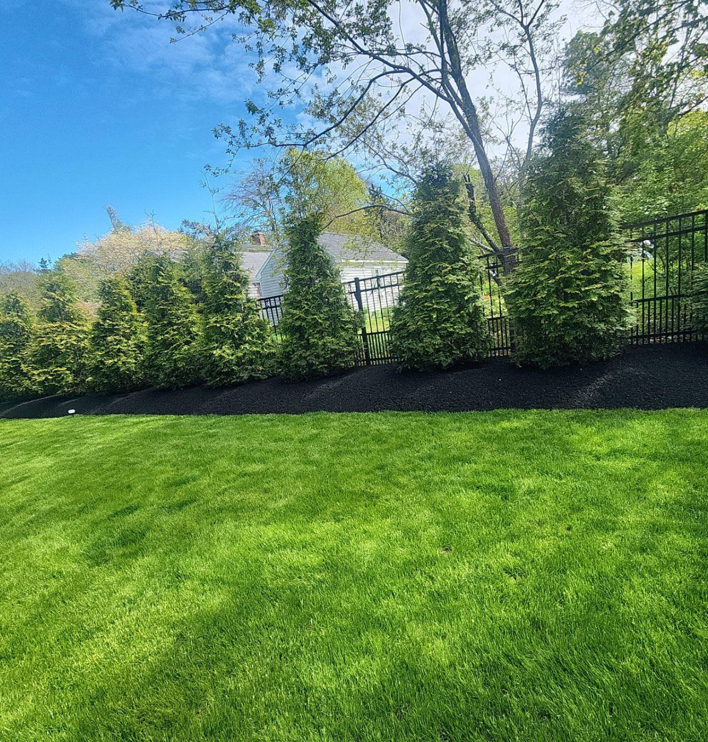 A well-maintained backyard with lush green grass, a row of tall evergreen bushes behind a black metal fence, and a large tree with spreading branches under a clear blue sky.