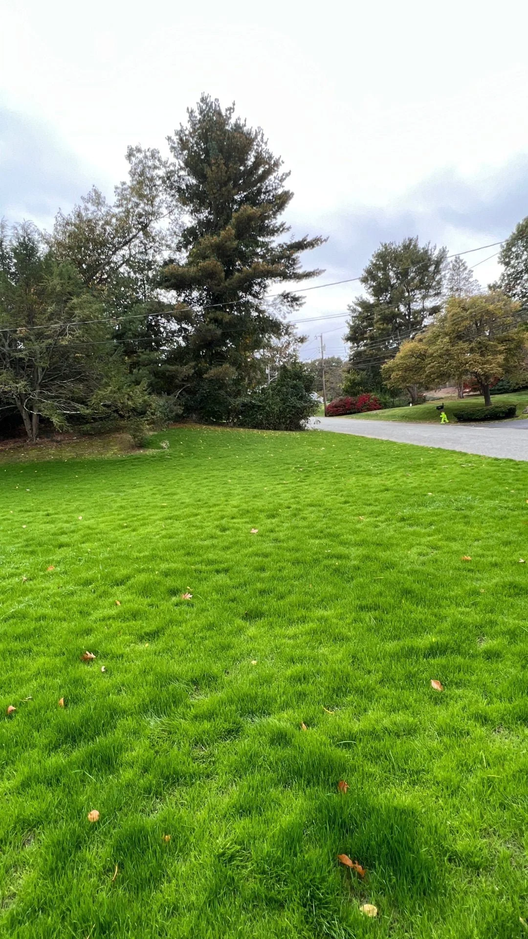 View of a well-maintained grassy yard with trees and bushes, overcast sky, and a paved street in the background.