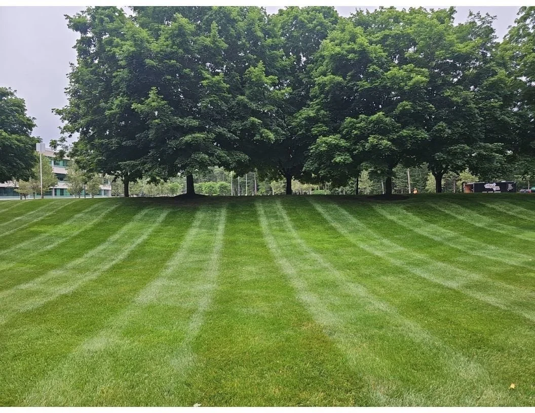 A well-maintained grassy park with neatly mowed stripes and three large trees in the background.