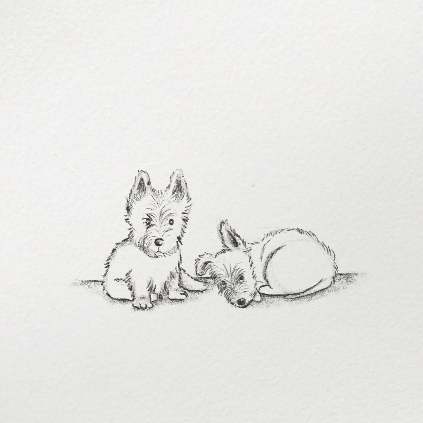 A few more pup sketches! 🖤
.
.
#ProcreateArt #DigitalIllustration #DigitalDrawing #ProcreateArtist #ArtOfTheDay #ArtistsOnInstagram #IllustrationArt
#ScottieDog #ScottishTerrier #DogIllustration #PetPortrait #DogArt #ScottieLove #TerrierArt #CuteDog