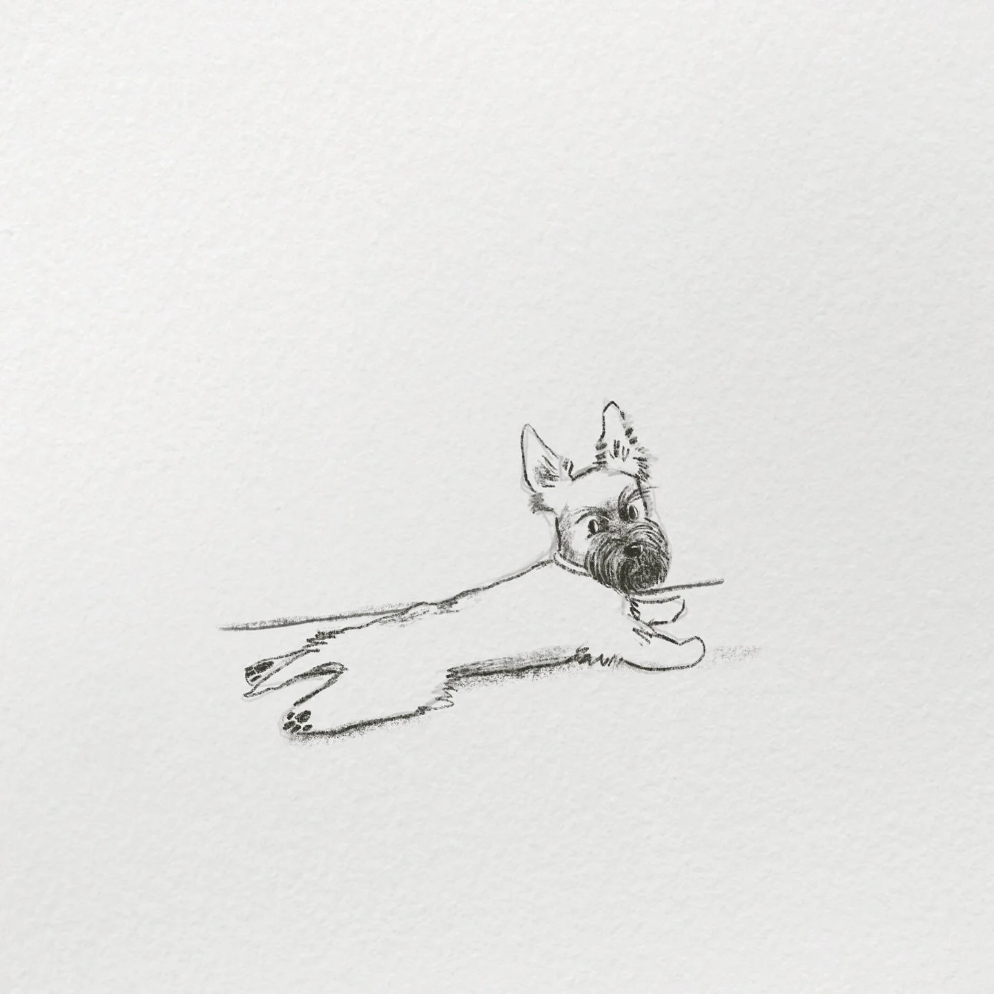 To know them is to love them! 
.
.

#ProcreateArt #DigitalIllustration #DigitalDrawing #ProcreateArtist #ArtOfTheDay #ArtistsOnInstagram #IllustrationArt
#ScottieDog #ScottishTerrier #DogIllustration #PetPortrait #DogArt #ScottieLove #TerrierArt #Cut