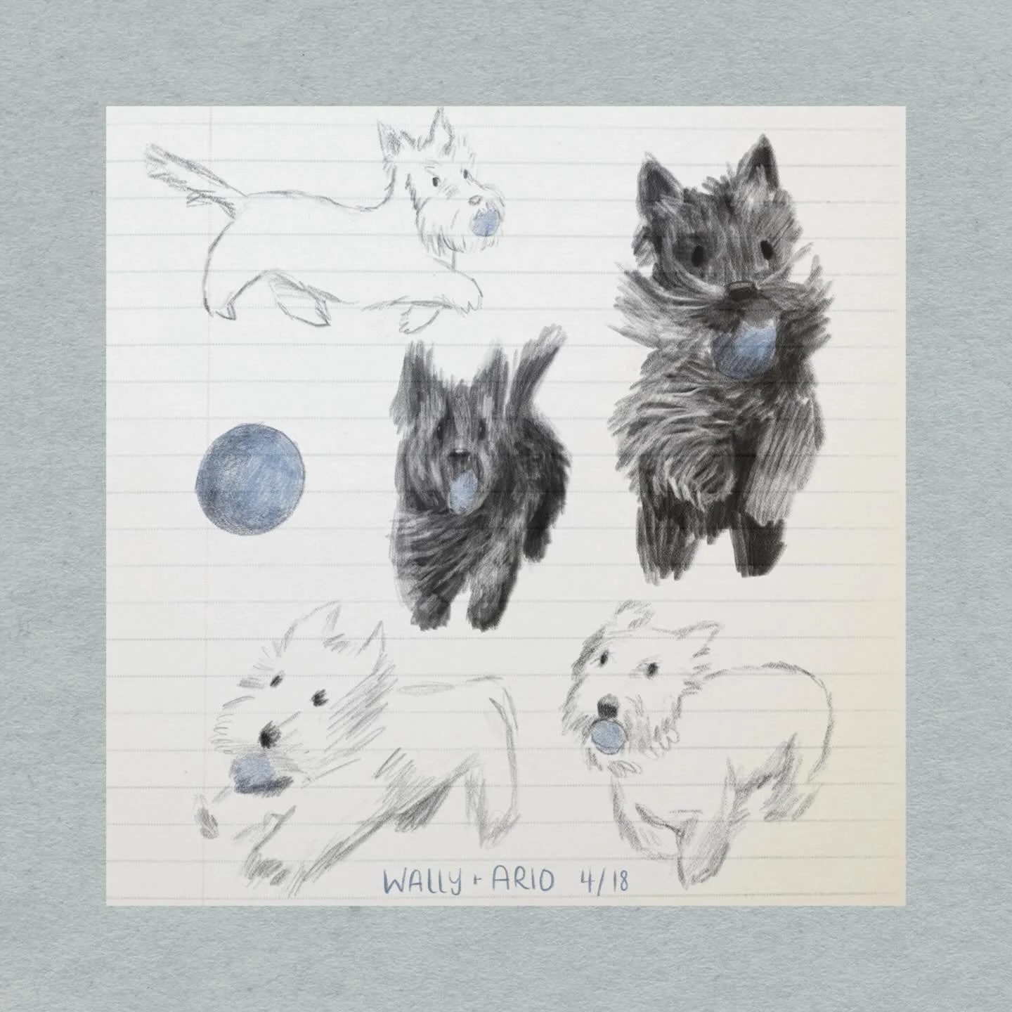 Jumpin&rsquo;
hoppin&rsquo;
zoomin&rsquo; 
my two favorite subjects: Arlo &amp; Wally 💨 
(aka Cacio and Pepe)
.
.
#Illustration
#IllustrationDaily
#kidlitillustration 
#DrawingOfTheDay
#scottishterrier