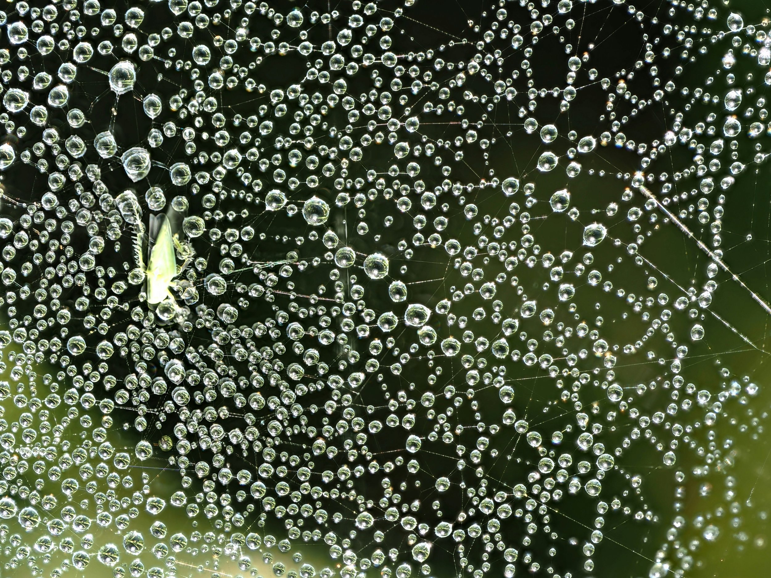 Rethinking Leadership for a Complex World