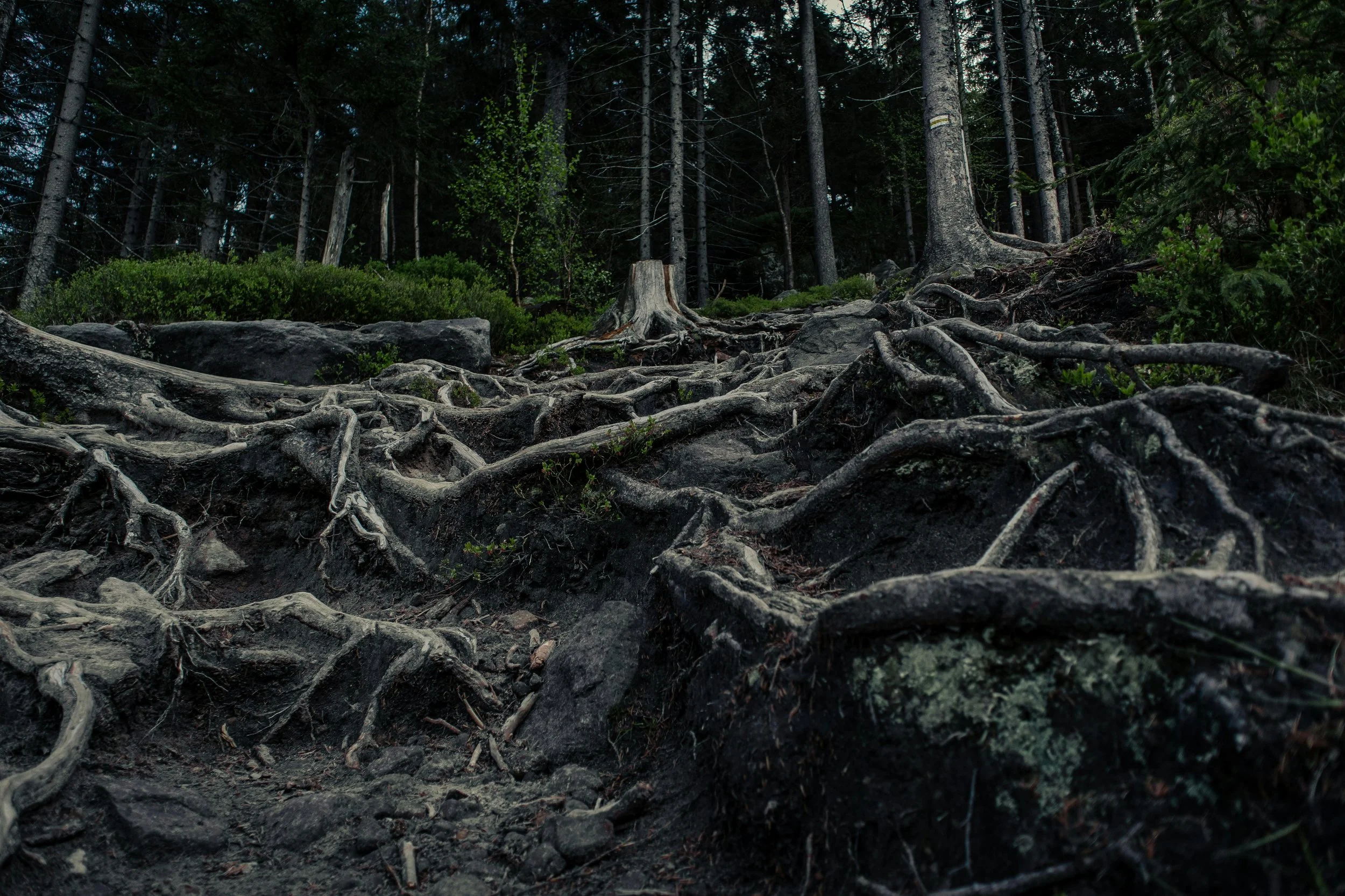 Why People Burn Out: The Systemic Roots Hidden Inside Modern Organisations