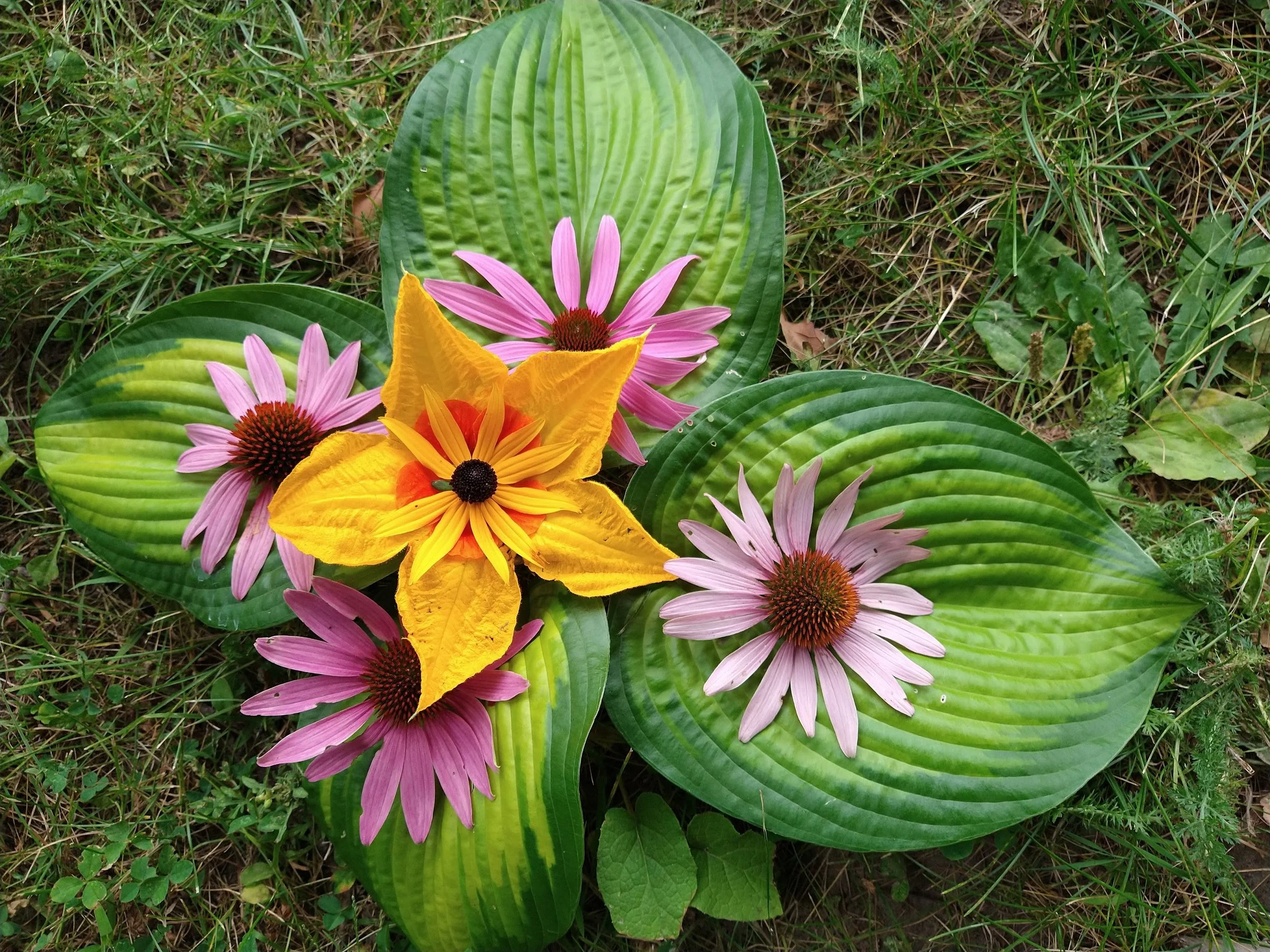 Fleurs de jardin, comprenant des marguerites roses avec des centres marron foncé, entourées de grandes feuilles vertes.