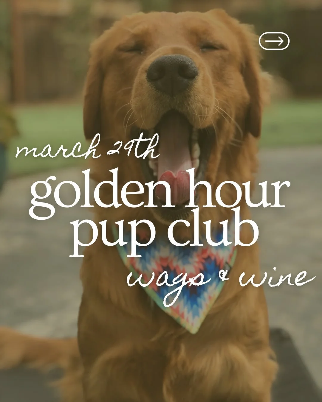 🐶✨ Calling all dog lovers ✨🐶 

Join us for the Golden Hour Pup Club at the Wags &amp; Wine Event 🍷🐾 

📸 Free dog portraits 
🧣 Bandanas available for dress-up 
🎞️ Includes 1 edited image + private gallery 

📍 The Ameswell Hotel, Mountain View 