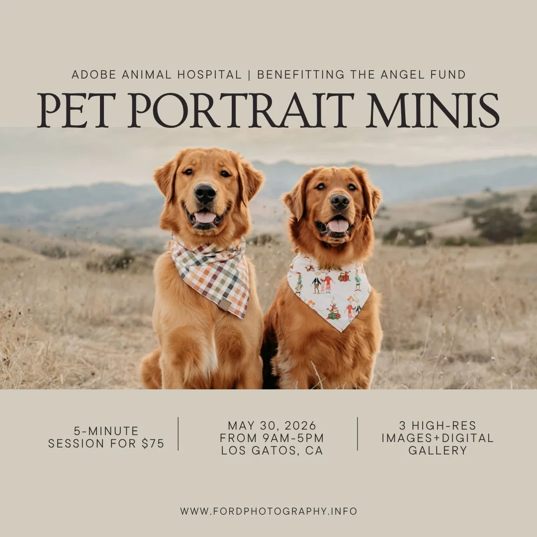 Hi friends! 
So excited to announce I&rsquo;m partnering with @adobe_animal to offer pet portrait minis next month at their Los Gatos location.

These are going to be fun and fast (5-min!) and benefitting their Angel Fund - which helps pets and famil