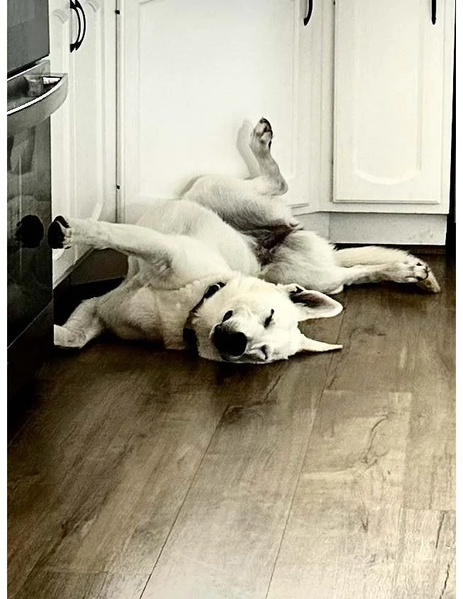 The Big Dog Lesson – Patience, Trust, and Sticking It Out