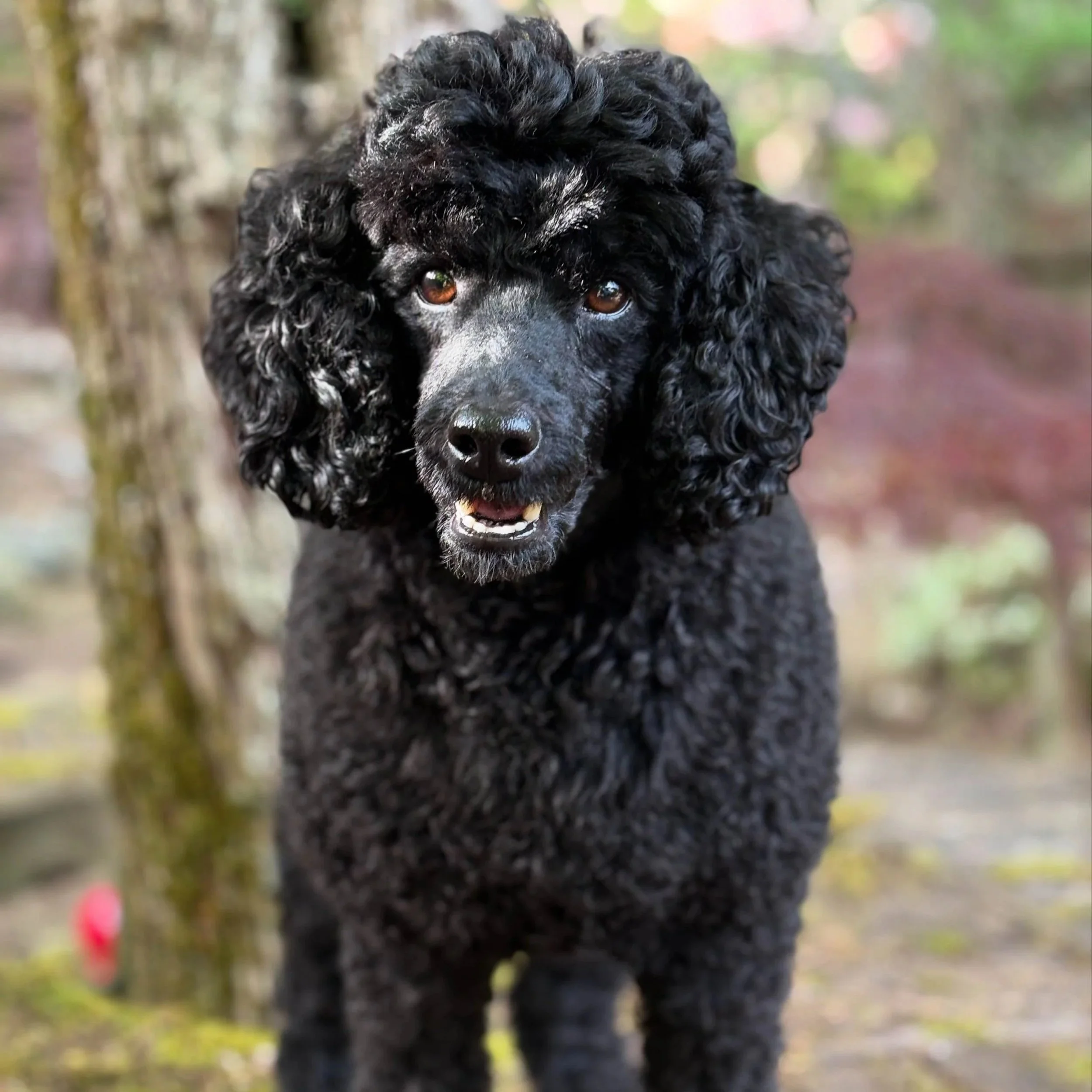 slop dog food peter review testimonial