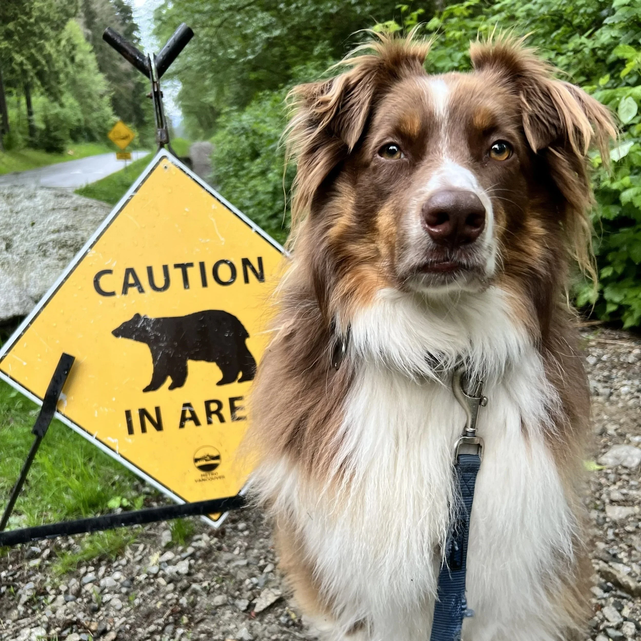 crash dog slop food review testimonial