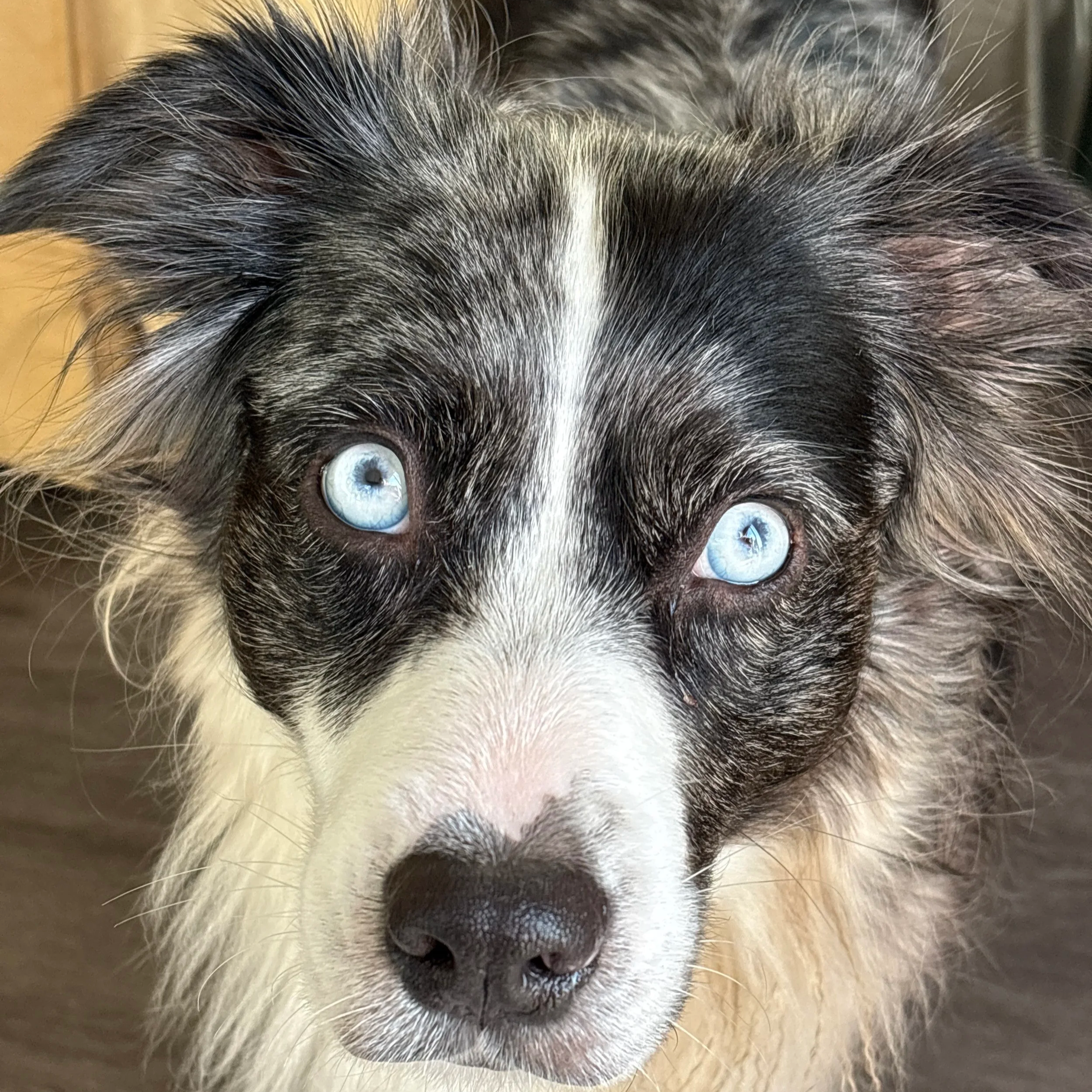 Close-up of an Australian Shepherd dog with striking blue eyes, black and white fur, and erect ears.