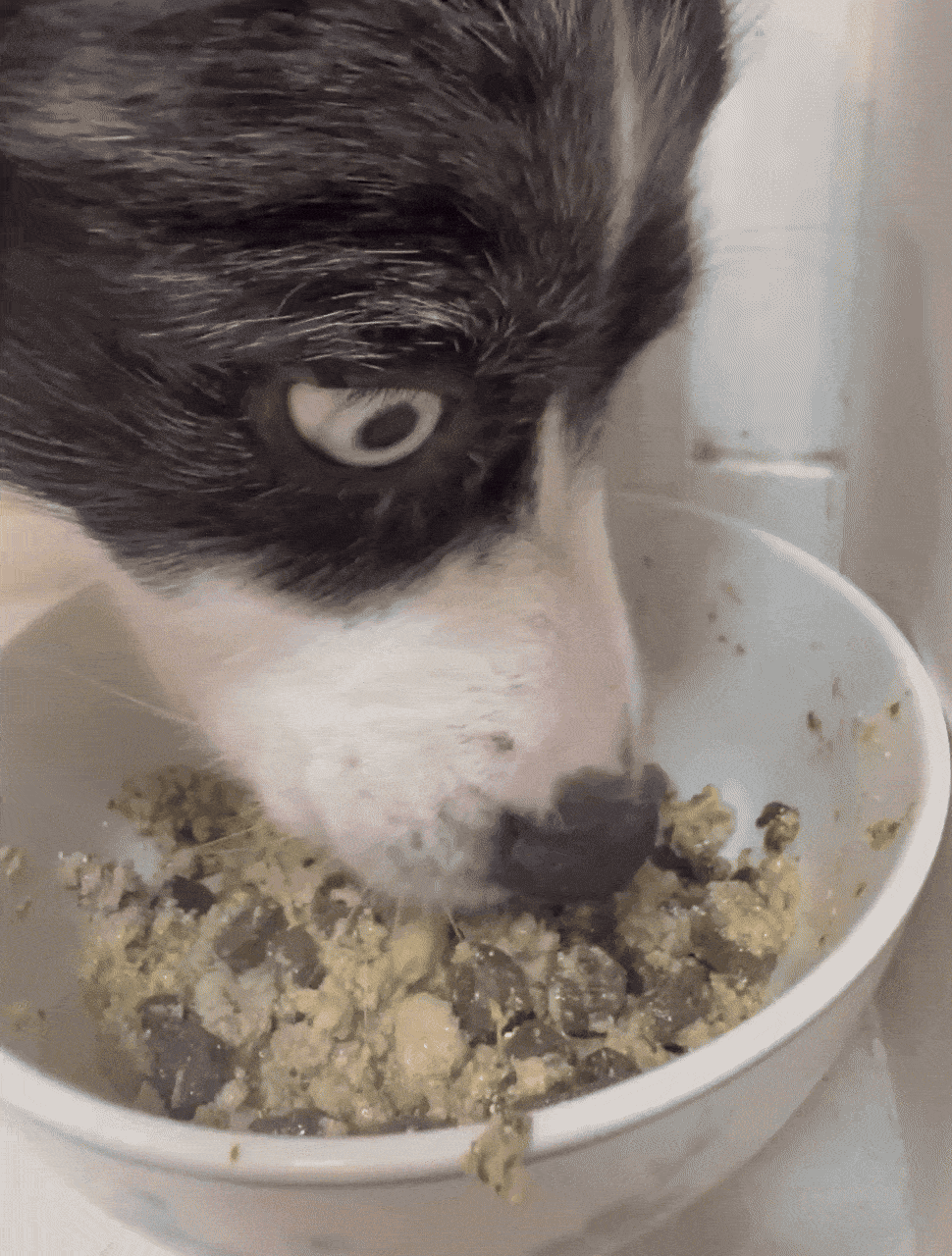 dog eating slop dog food cooked dog food