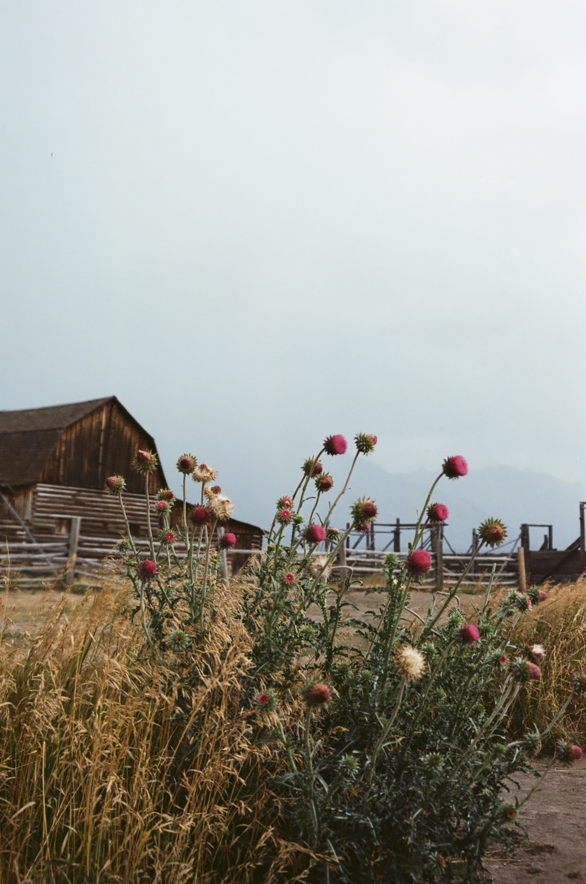 Pink thistle flowers in front of a rustic wooden barn and fence, with a cloudy sky overhead.
