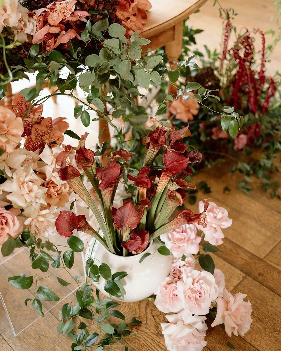 New obsession unlocked #trumpetpitcherplant #trumpetflower #pitcherplant #obsessed