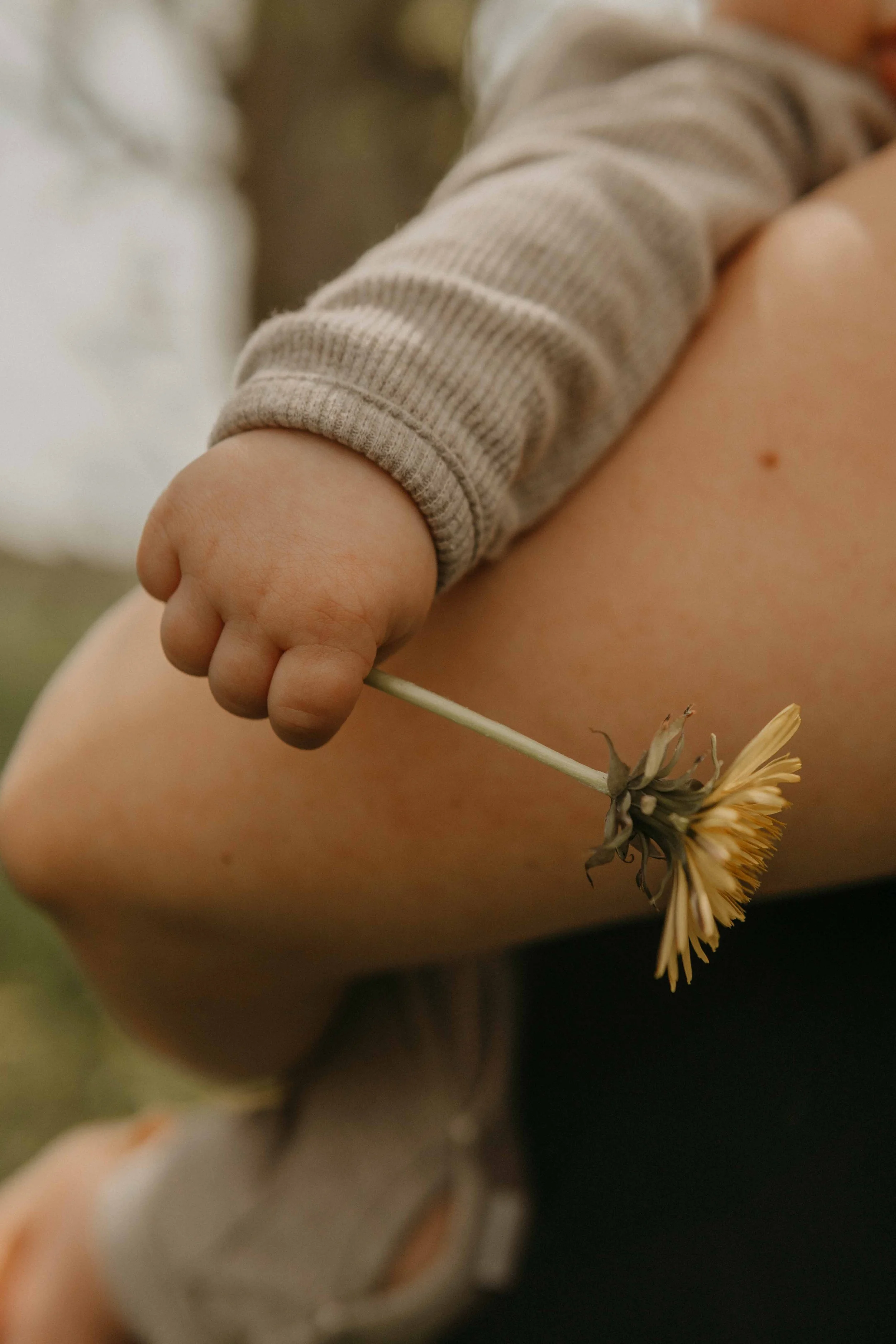 Natürliche Familienfotografie Waldeck-Frankenberg – Nahaufnahme einer Kinderhand, die eine gelbe Blume festhält während es fotografiert wird.