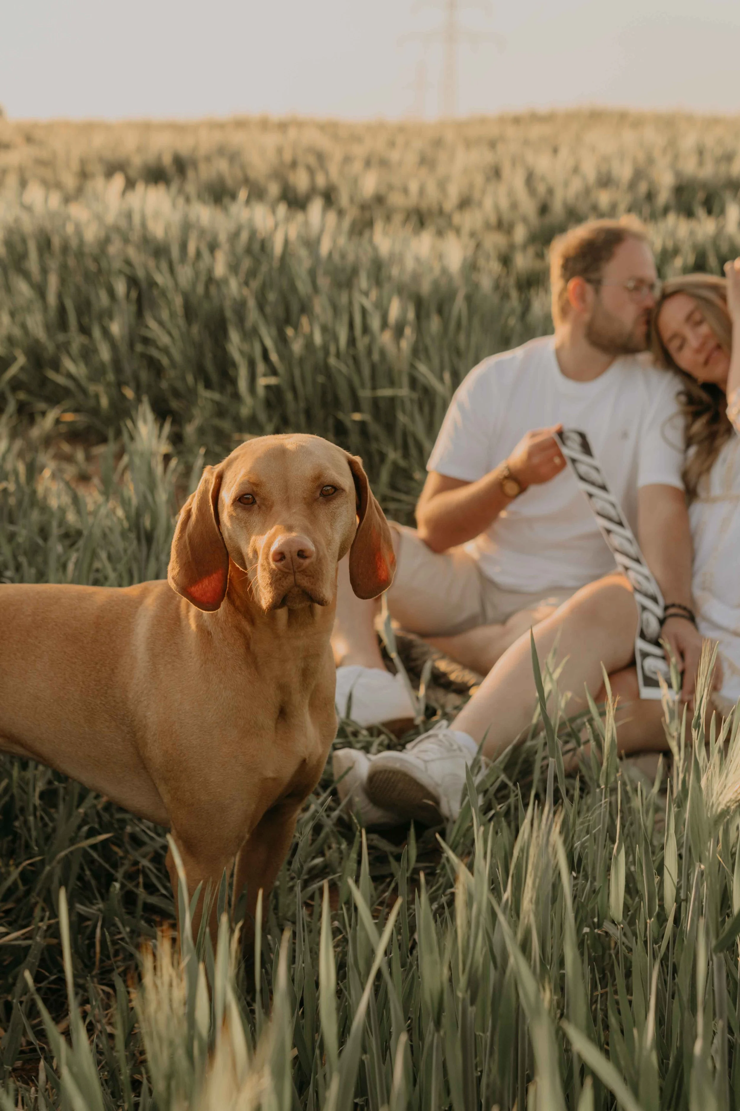 Emotionale Schwangerschaftsfotografie in Nordhessen – Paar schaut verliebt auf die Ultraschallbilder und sitzt bei Sonnenuntergang im Gras, während der Hund in die Kamera schaut.